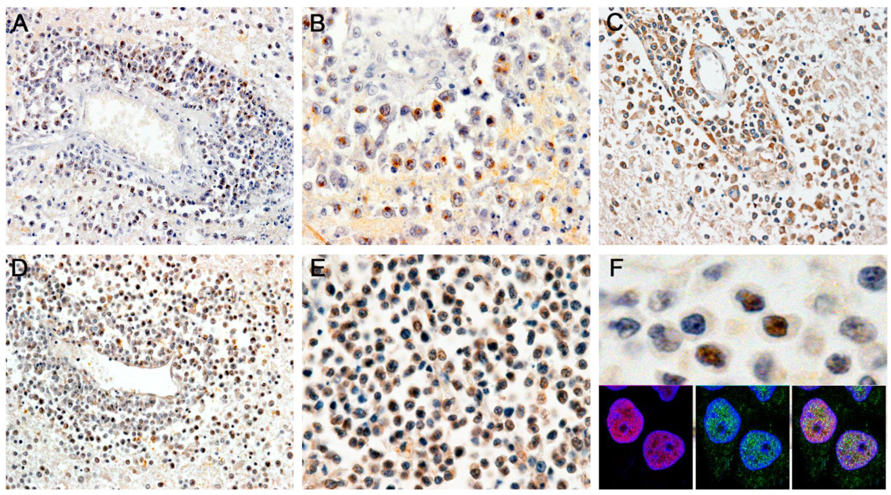 Viruses 15 00755 g003 Viruses 15 00755 g003