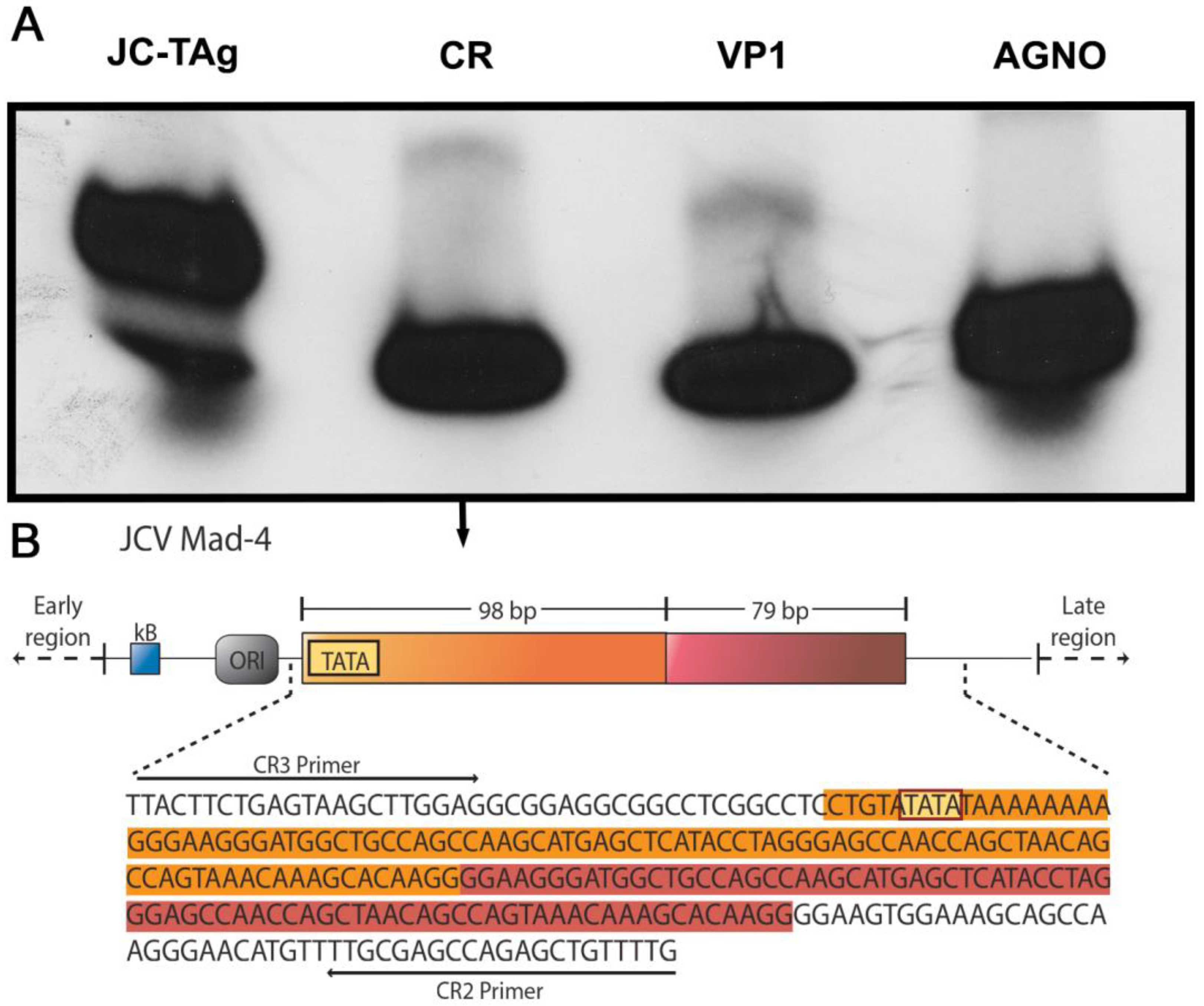 Viruses 15 00755 g004 Viruses 15 00755 g004