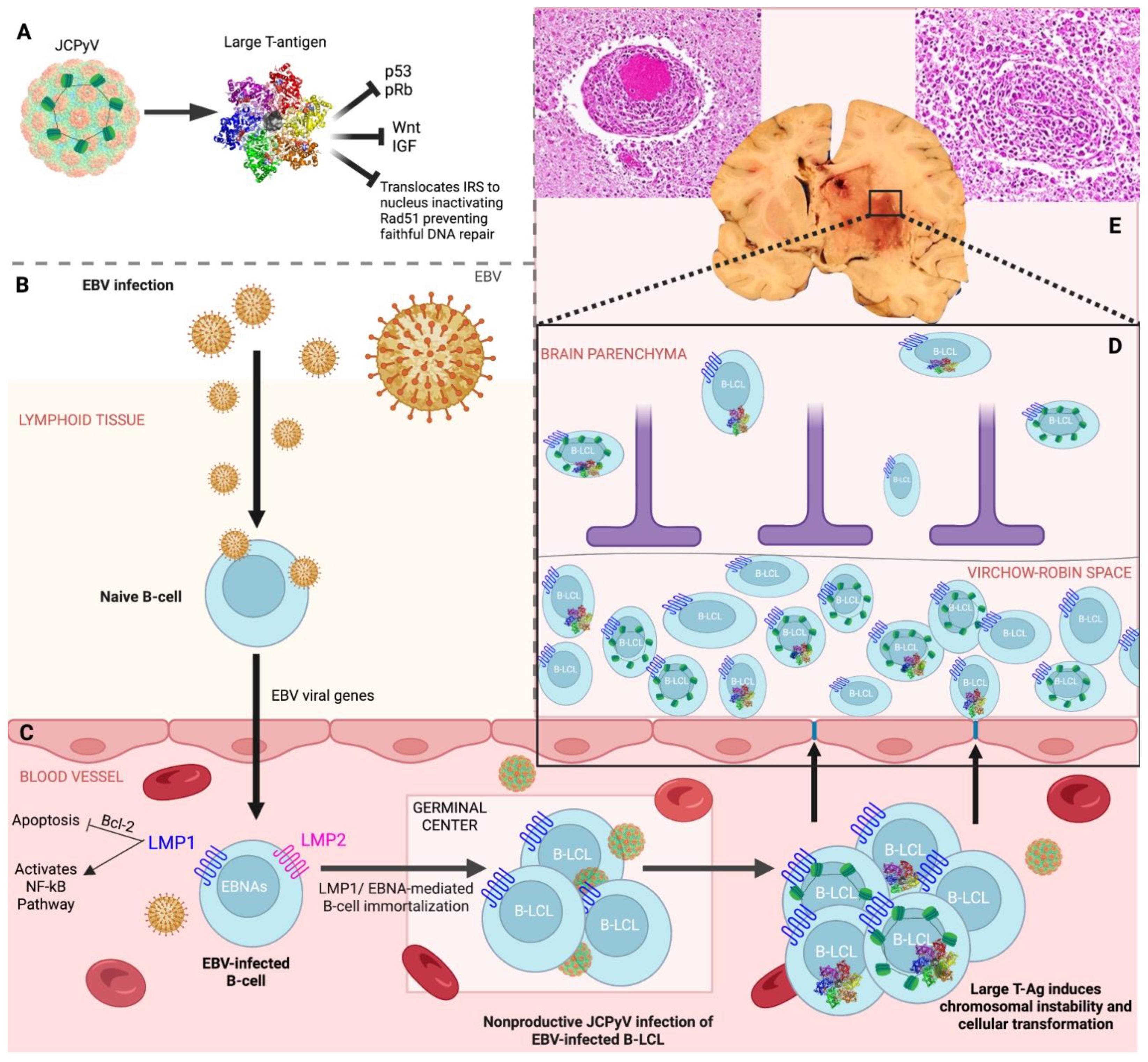 Viruses 15 00755 g005 Viruses 15 00755 g005