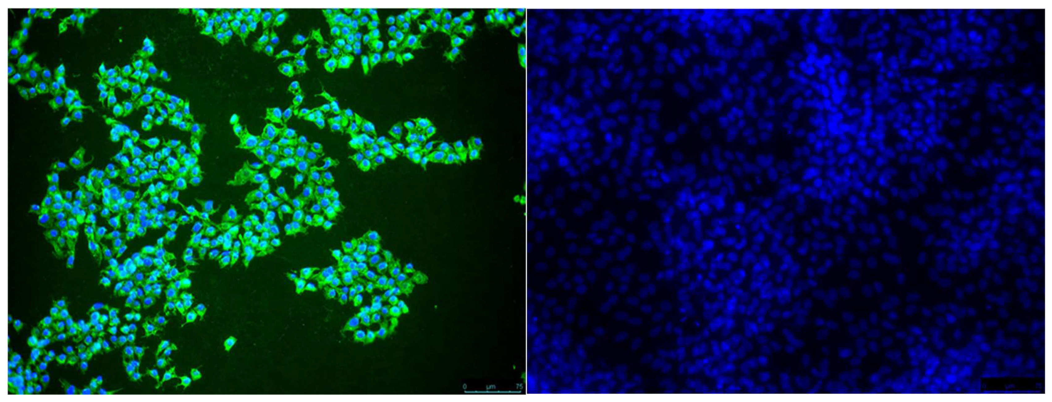 Viruses 15 00764 g003 Viruses 15 00764 g003