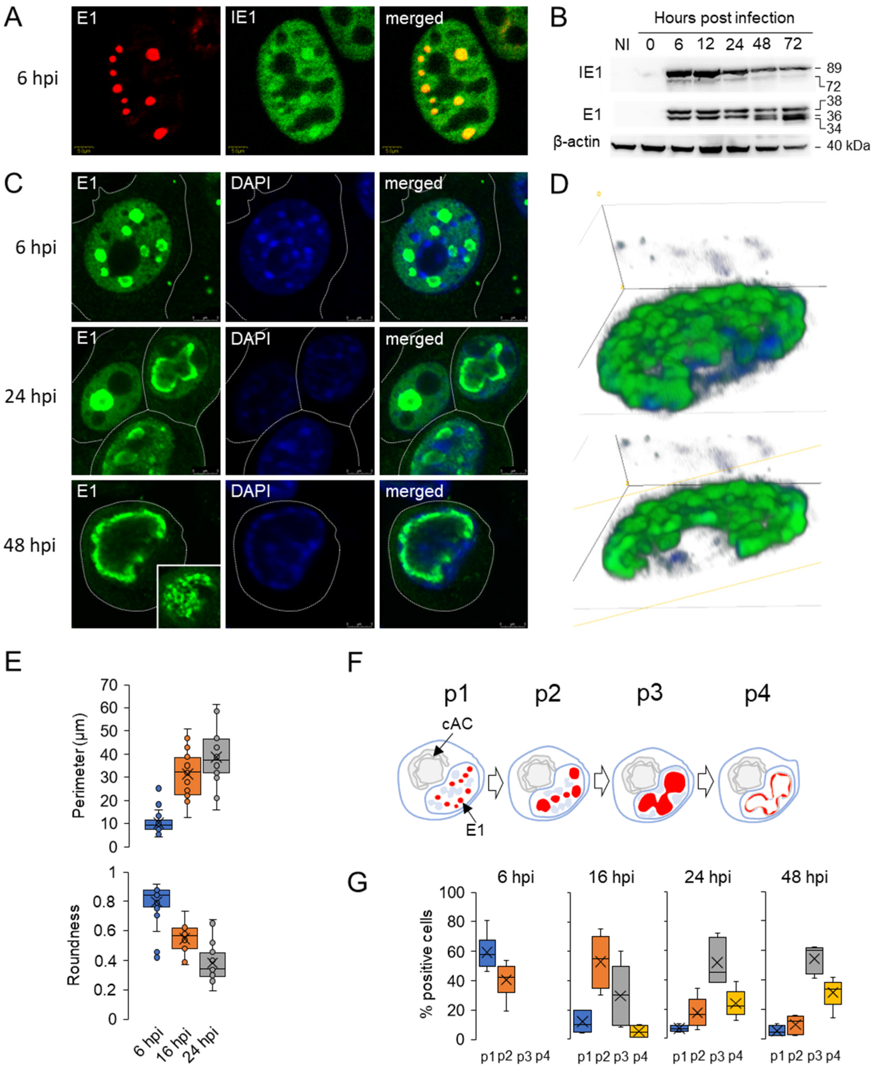 Viruses 15 00766 g001 Viruses 15 00766 g001