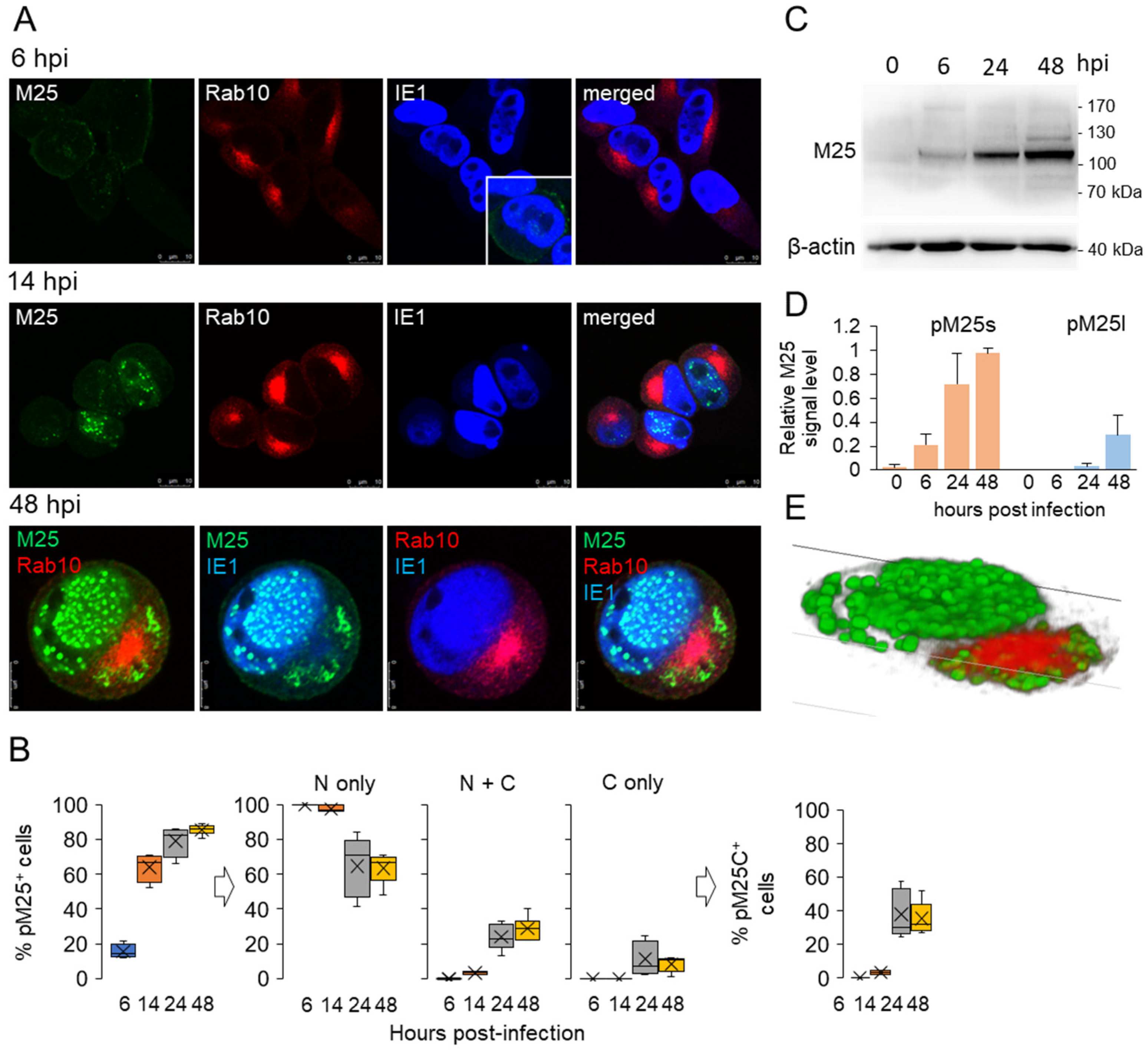 Viruses 15 00766 g003 Viruses 15 00766 g003