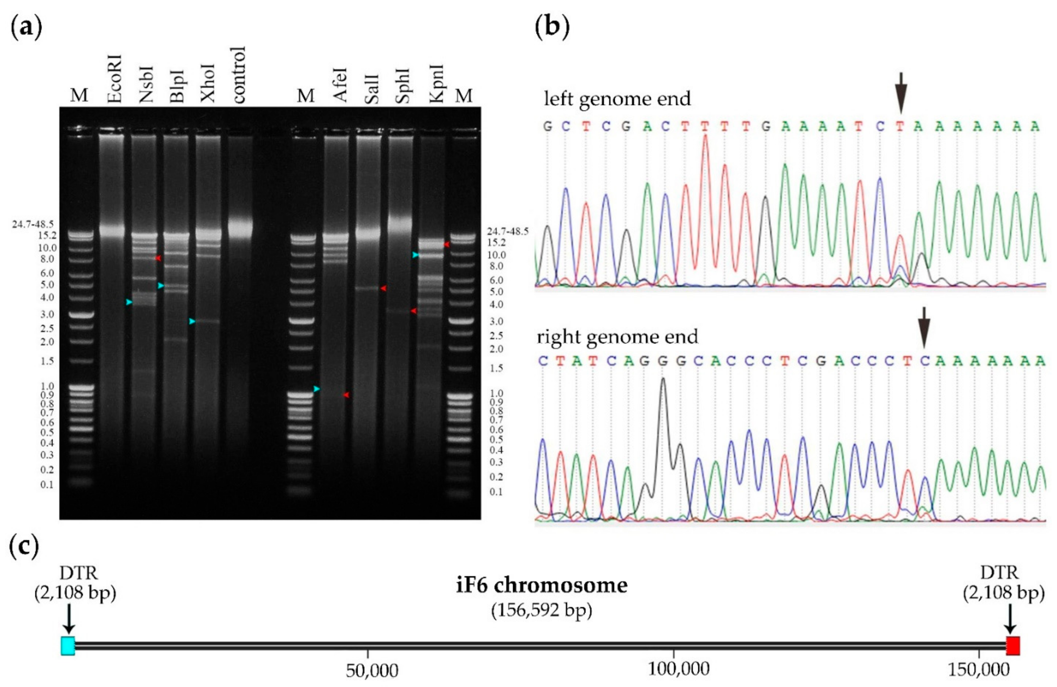 Viruses 15 00767 g008