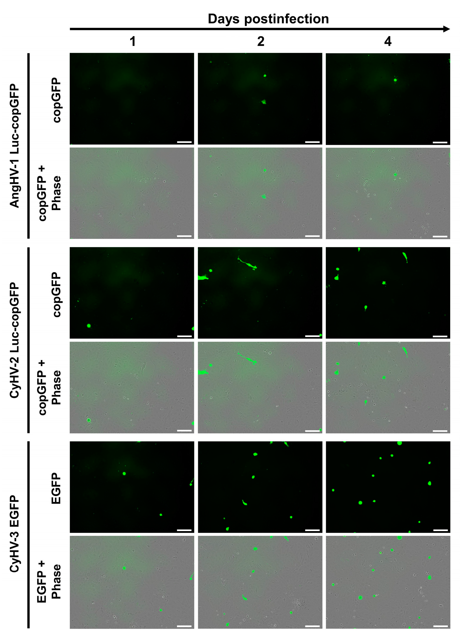 Viruses 15 00768 g002