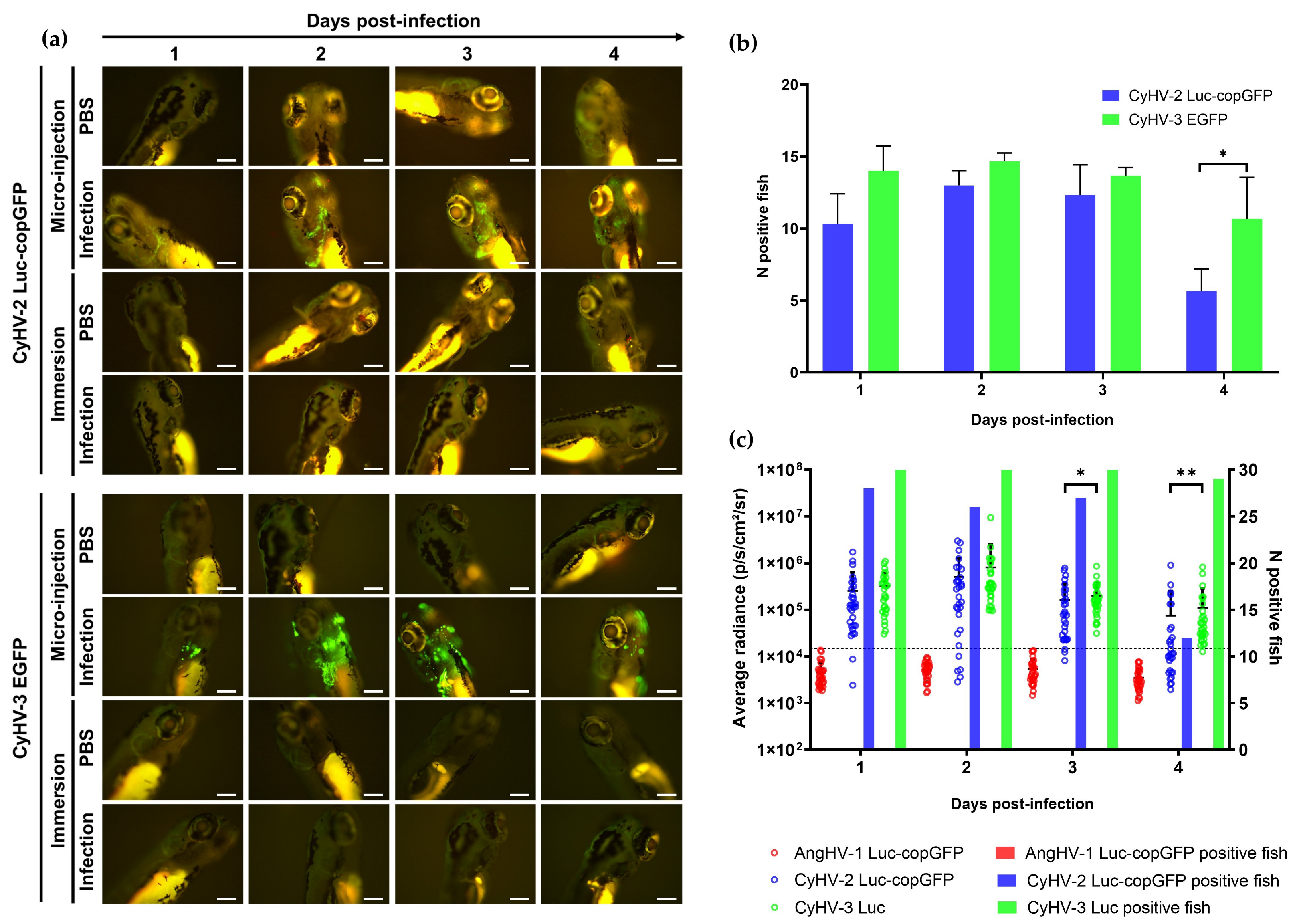 Viruses 15 00768 g007
