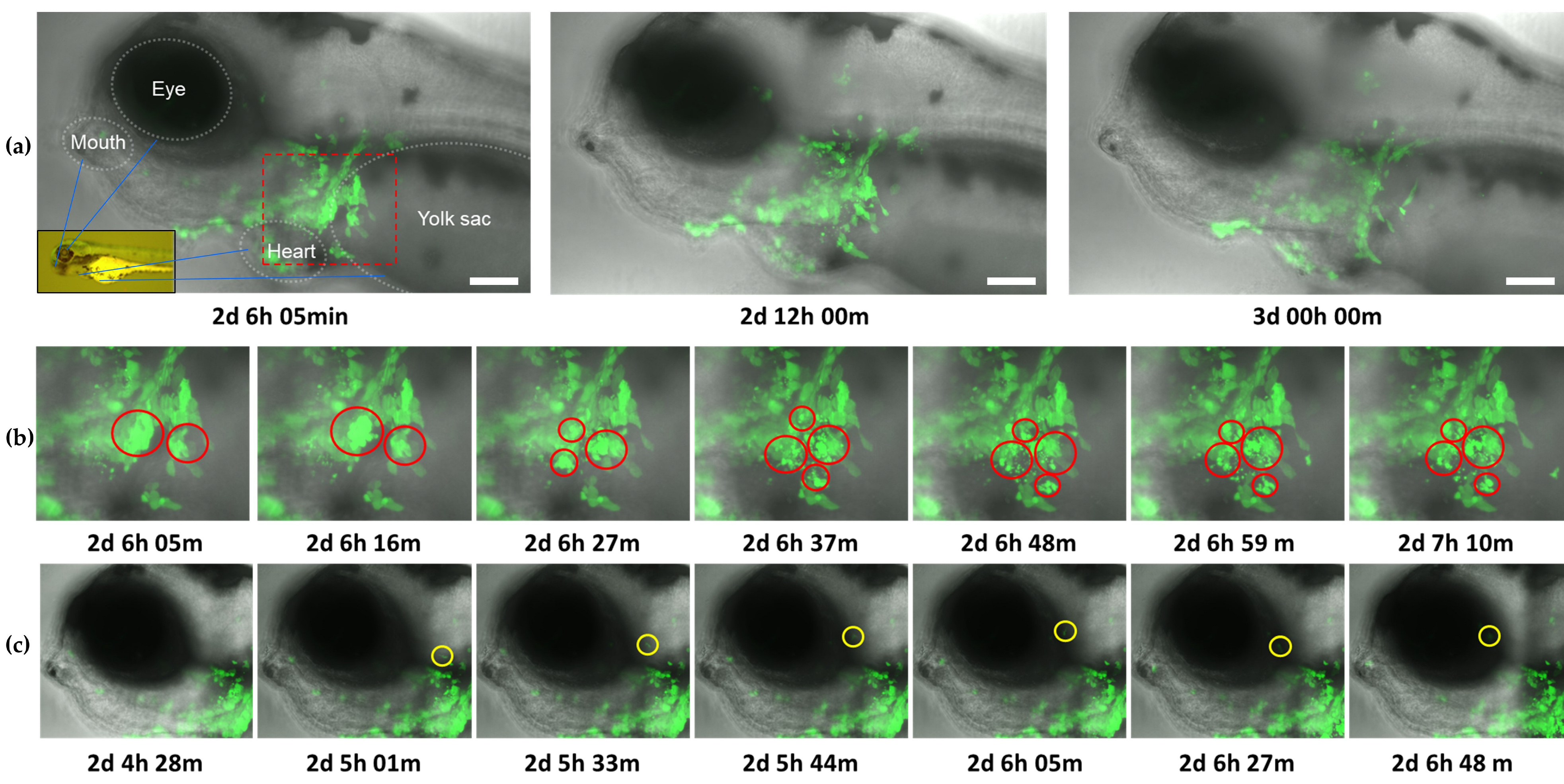 Viruses 15 00768 g008