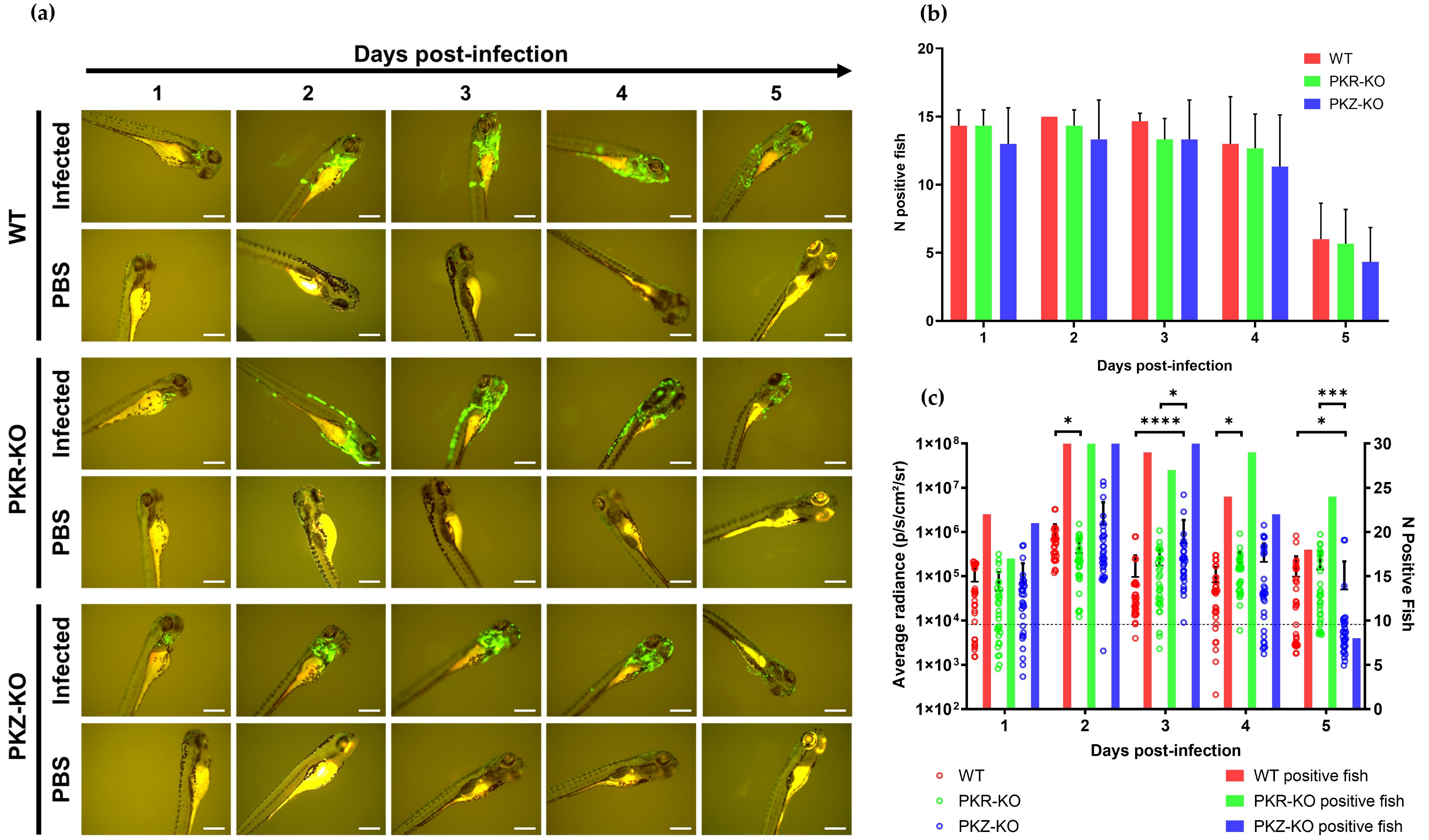 Viruses 15 00768 g012