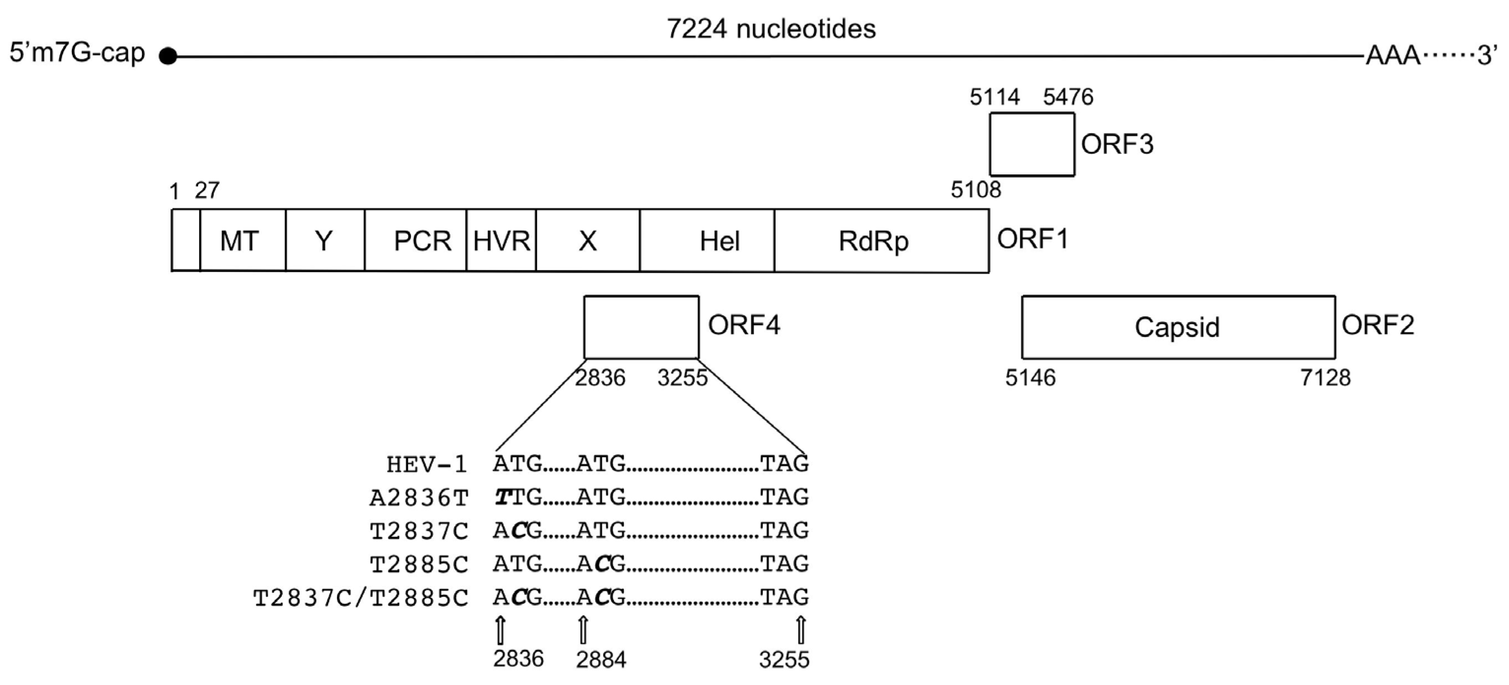 Viruses 15 00784 g001