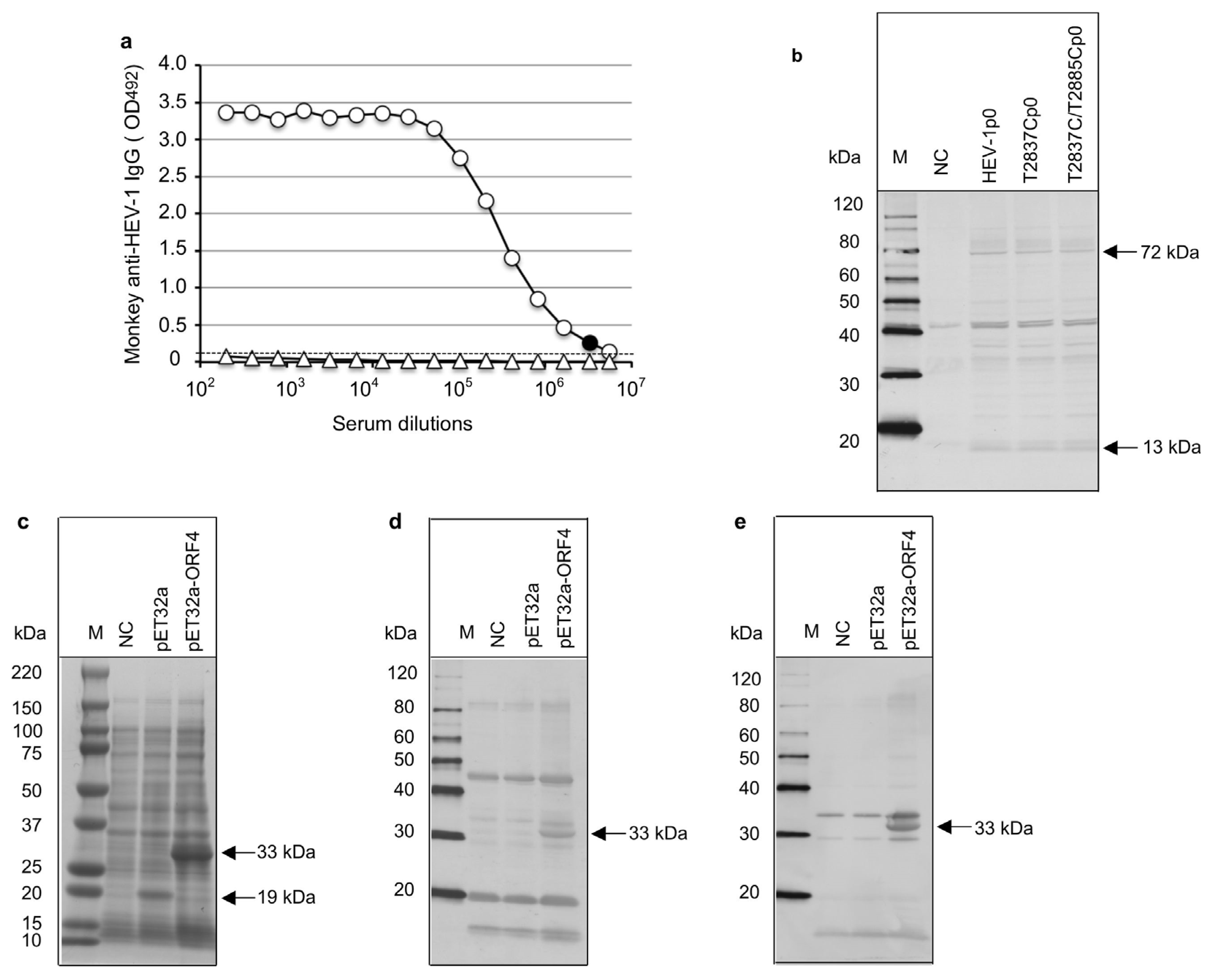 Viruses 15 00784 g005