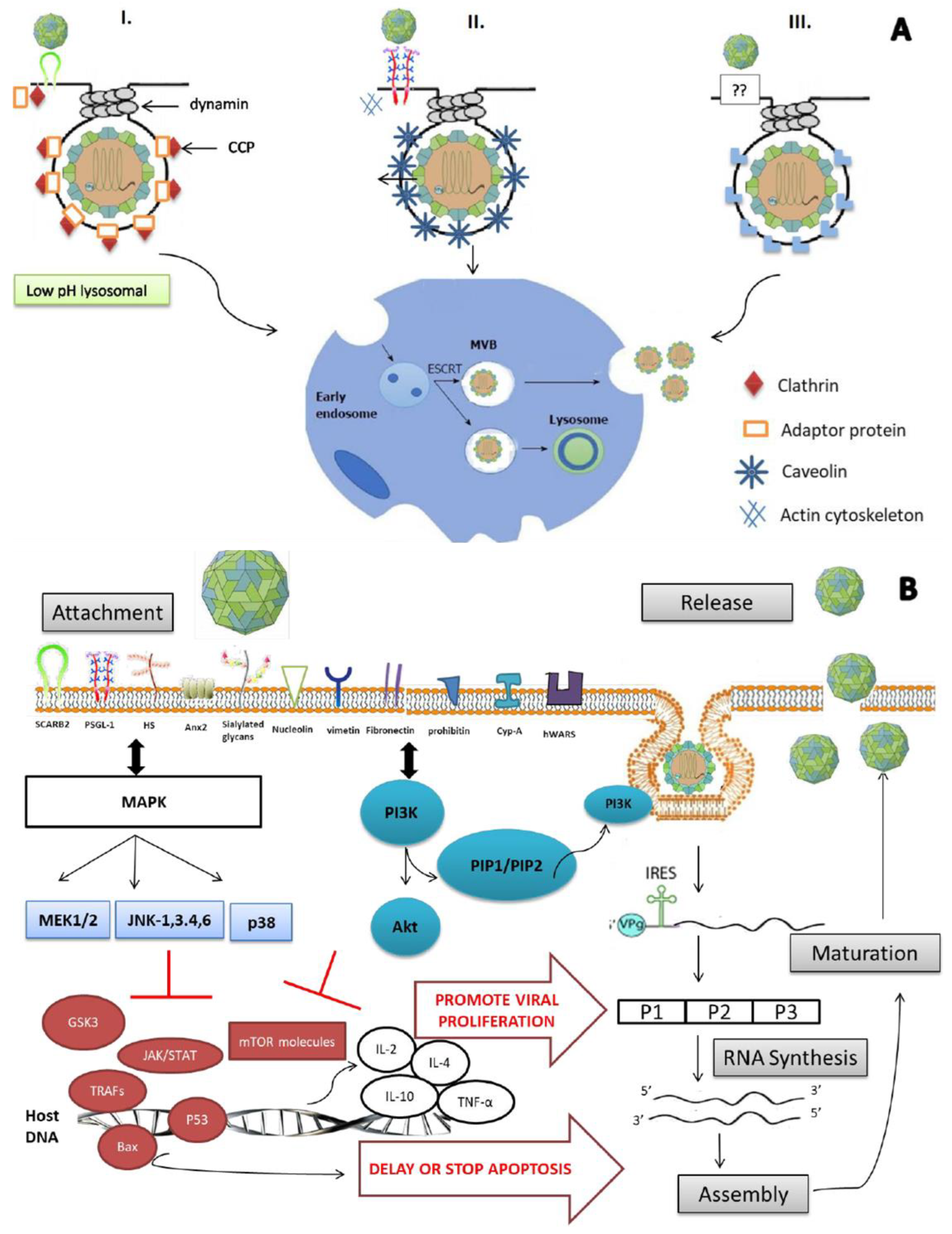 Viruses 15 00785 g001