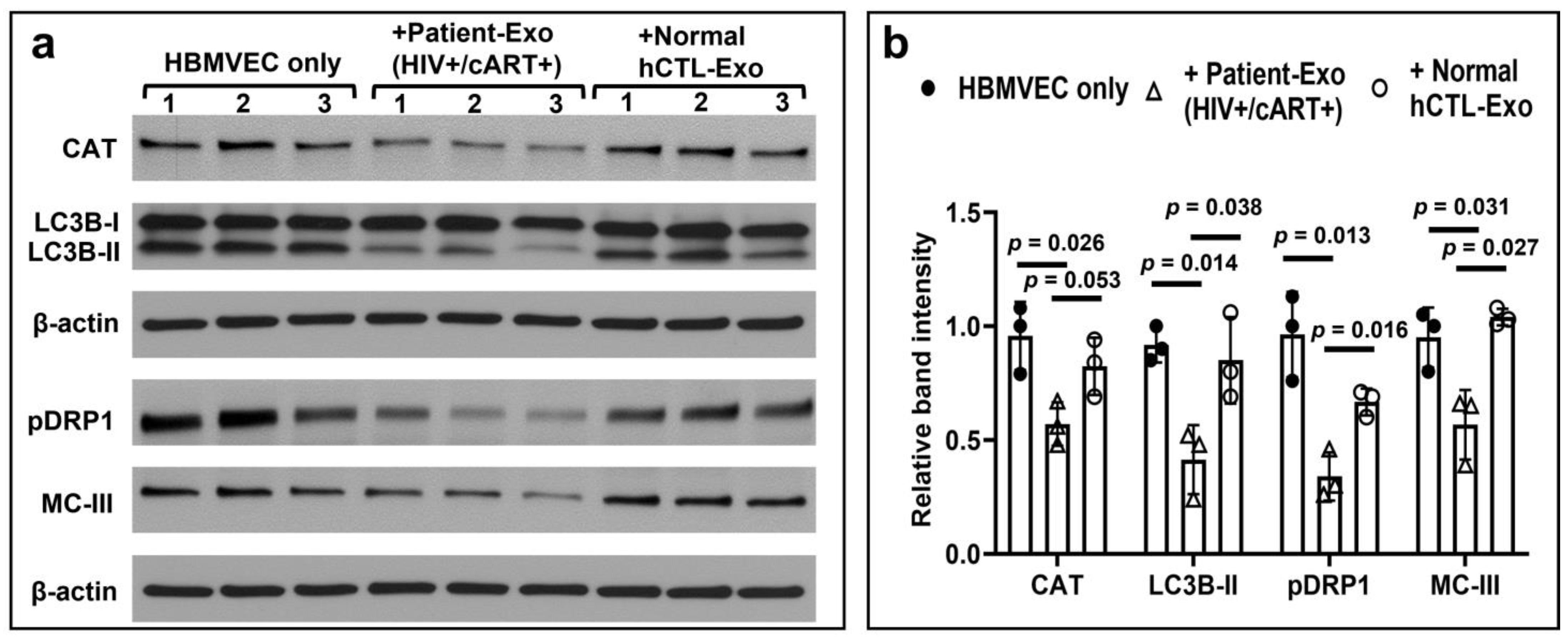 Viruses 15 00794 g008