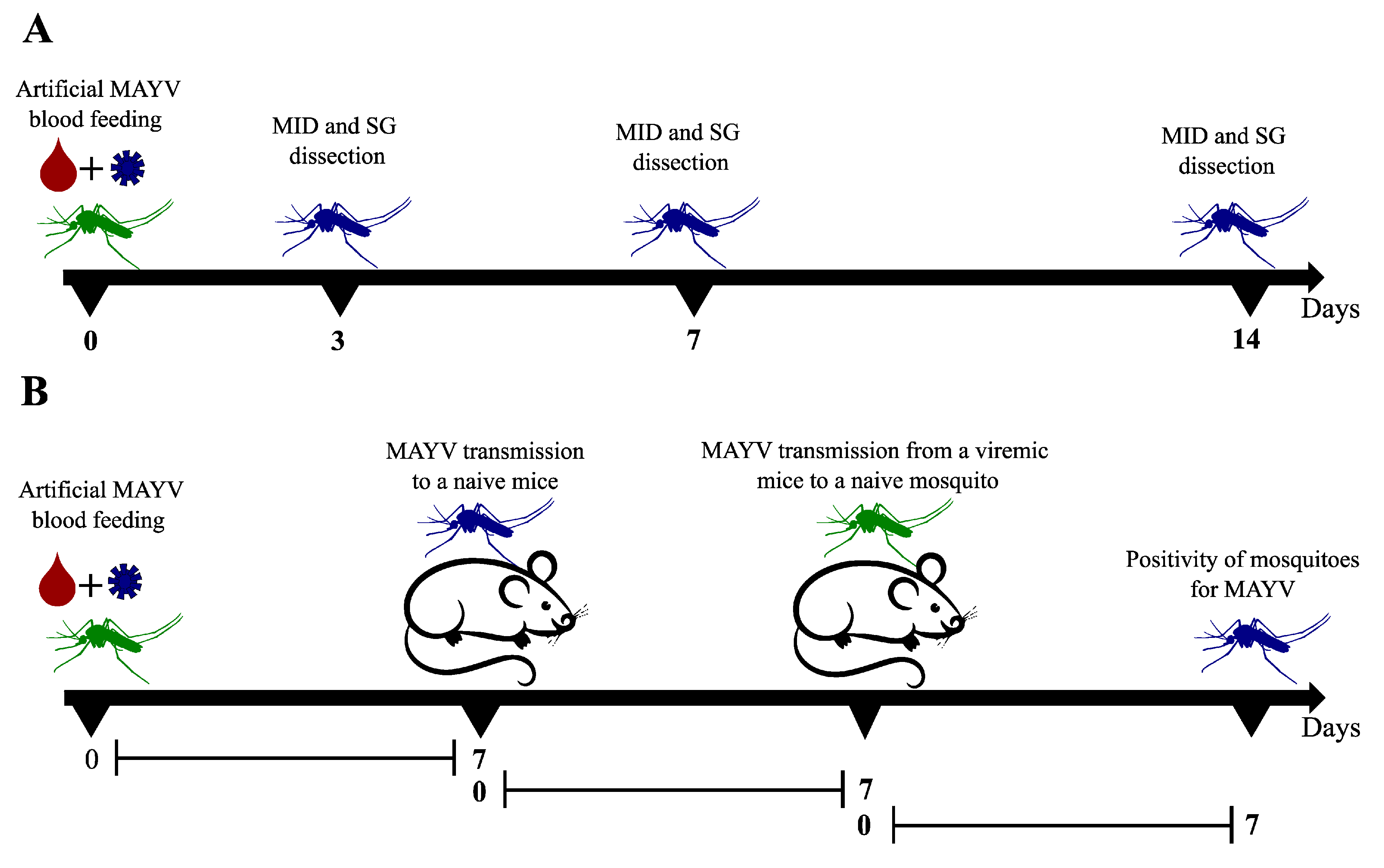 Viruses 15 00799 g001 Viruses 15 00799 g001