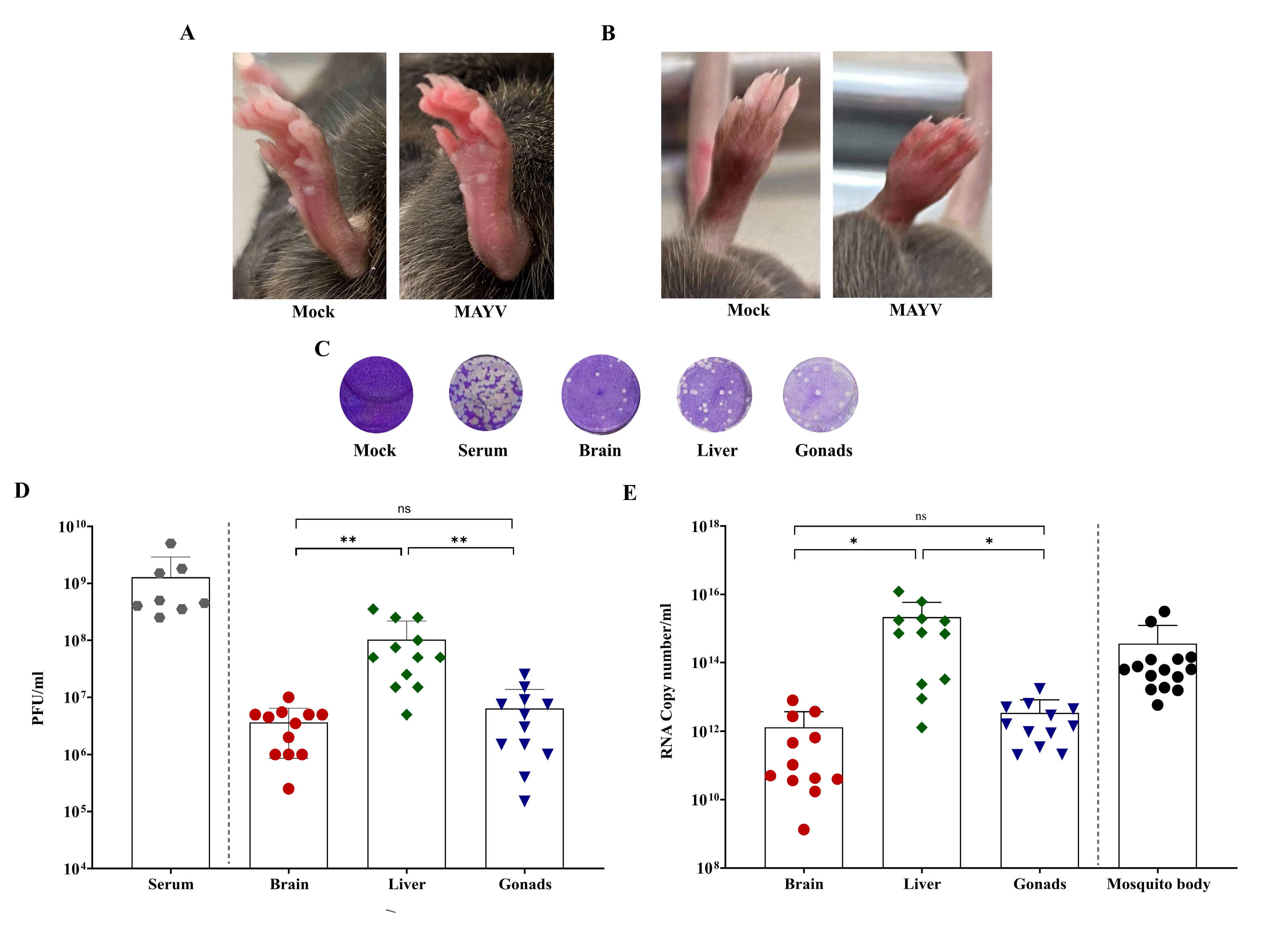 Viruses 15 00799 g004 Viruses 15 00799 g004