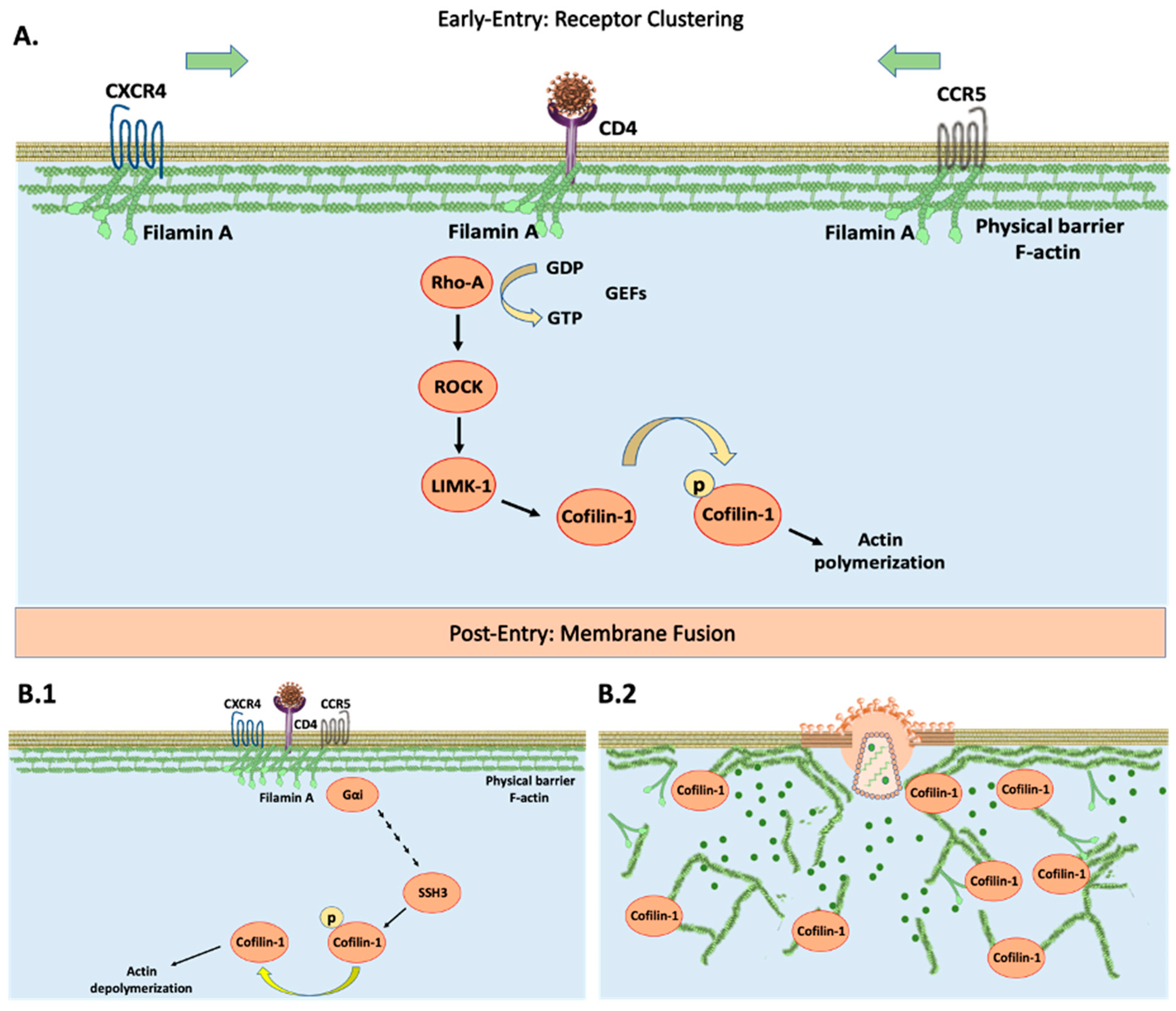 Viruses 15 00804 g001