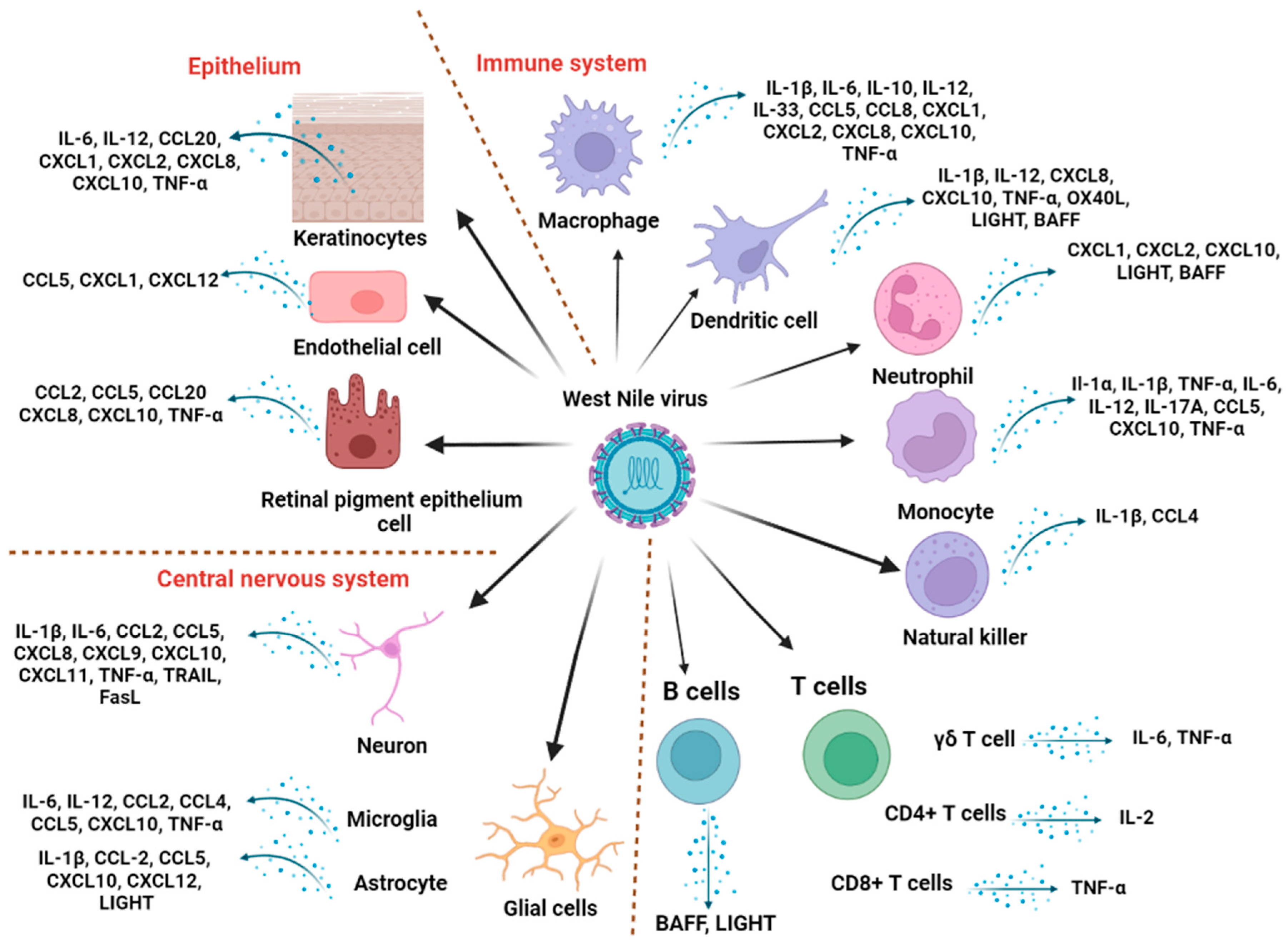 Viruses 15 00806 g001