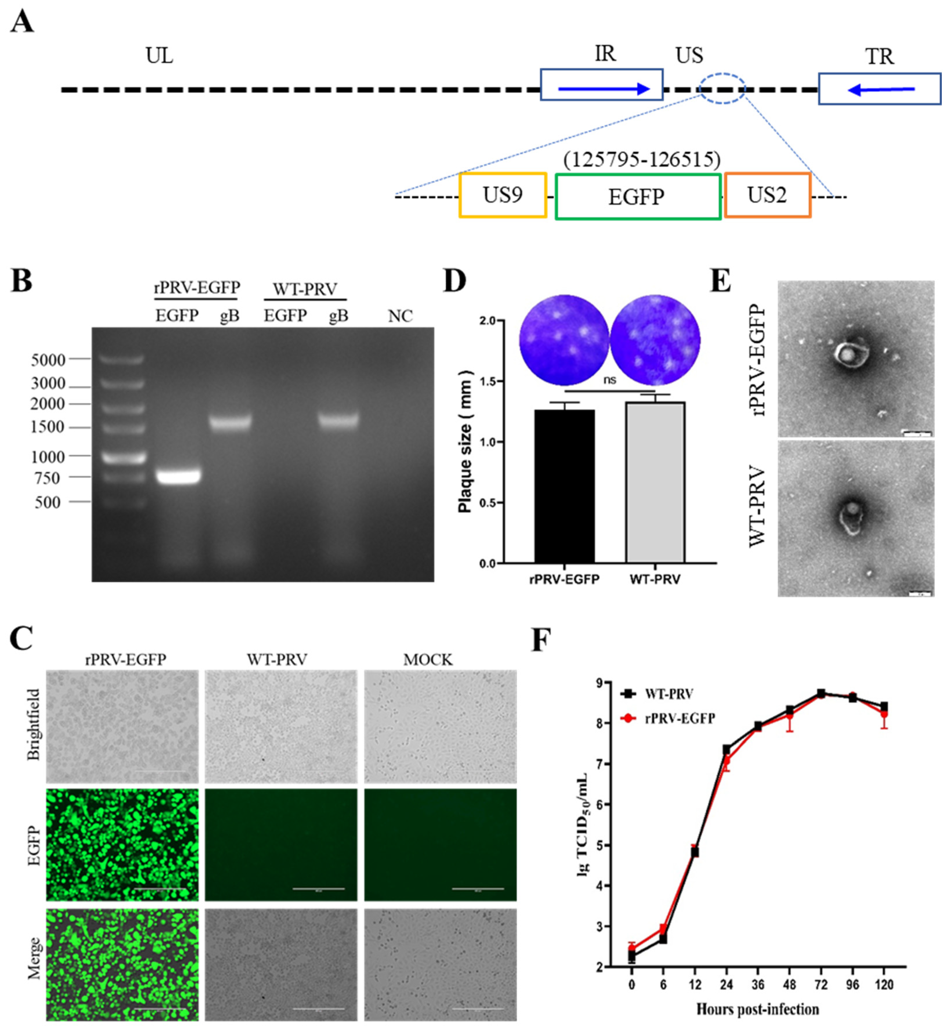 Viruses 15 00808 g001
