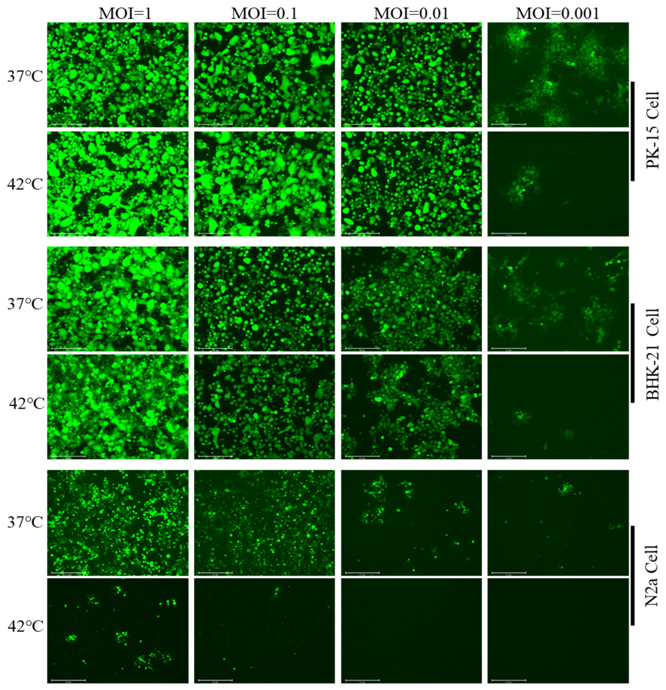 Viruses 15 00808 g002