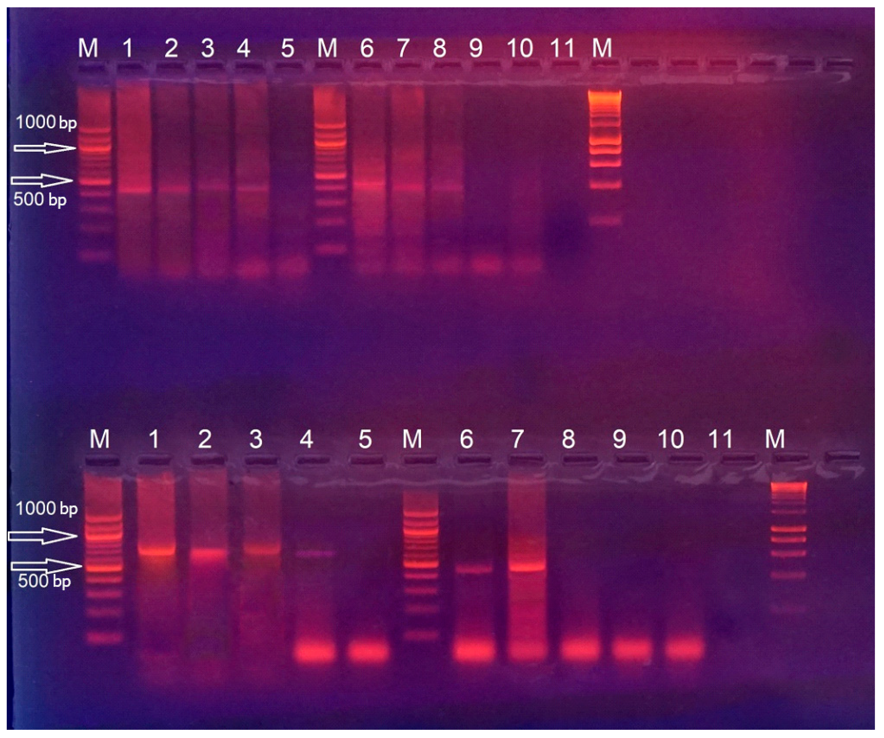 Viruses 15 00809 g001