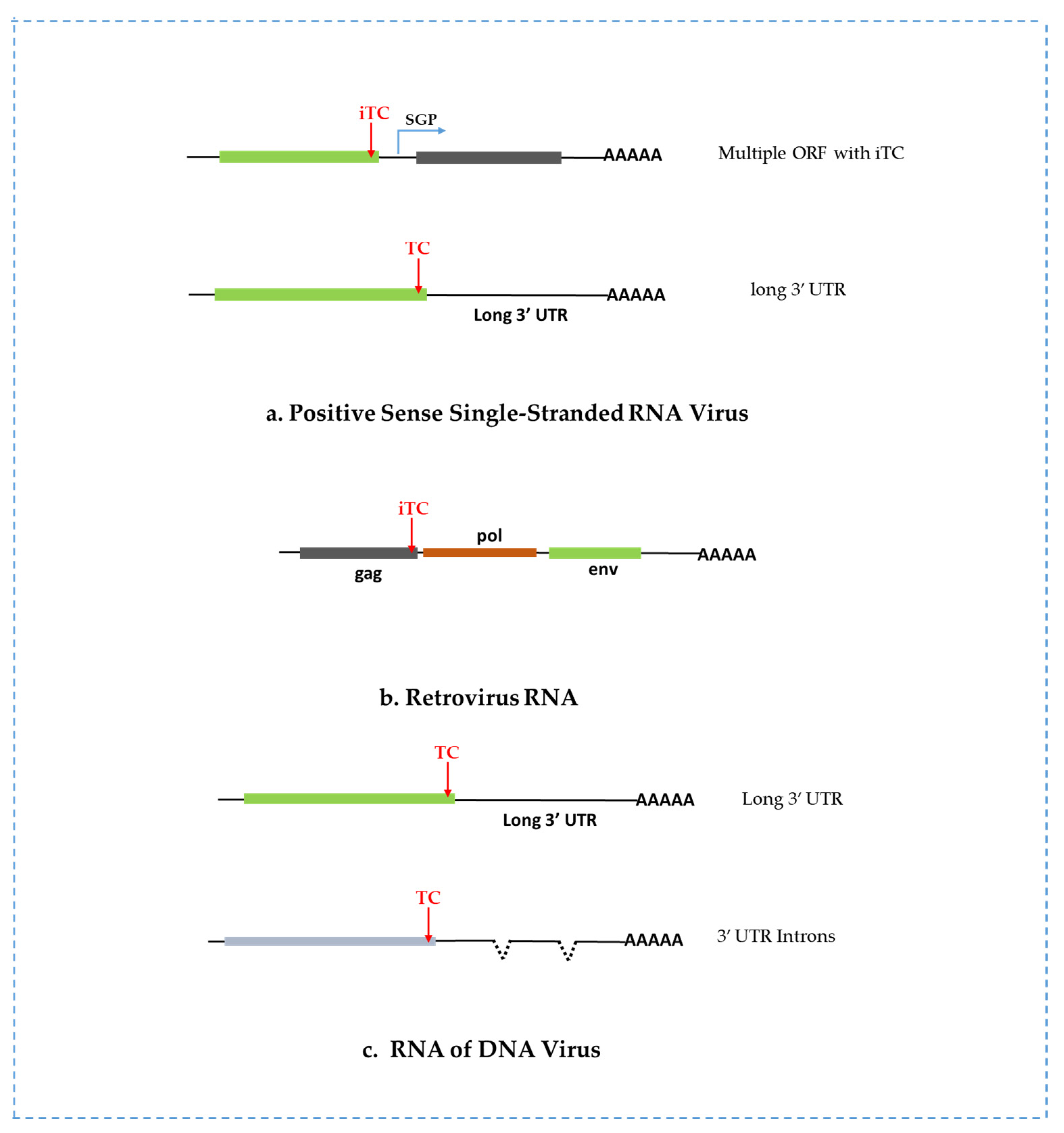 Viruses 15 00816 g002