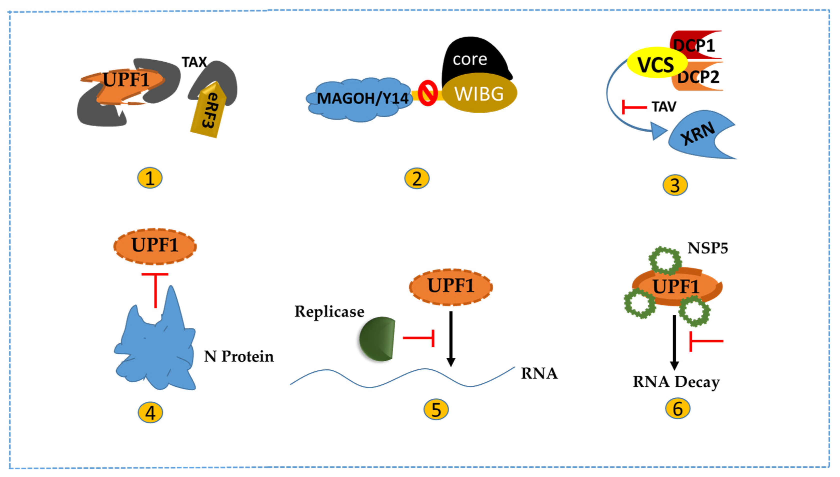 Viruses 15 00816 g003