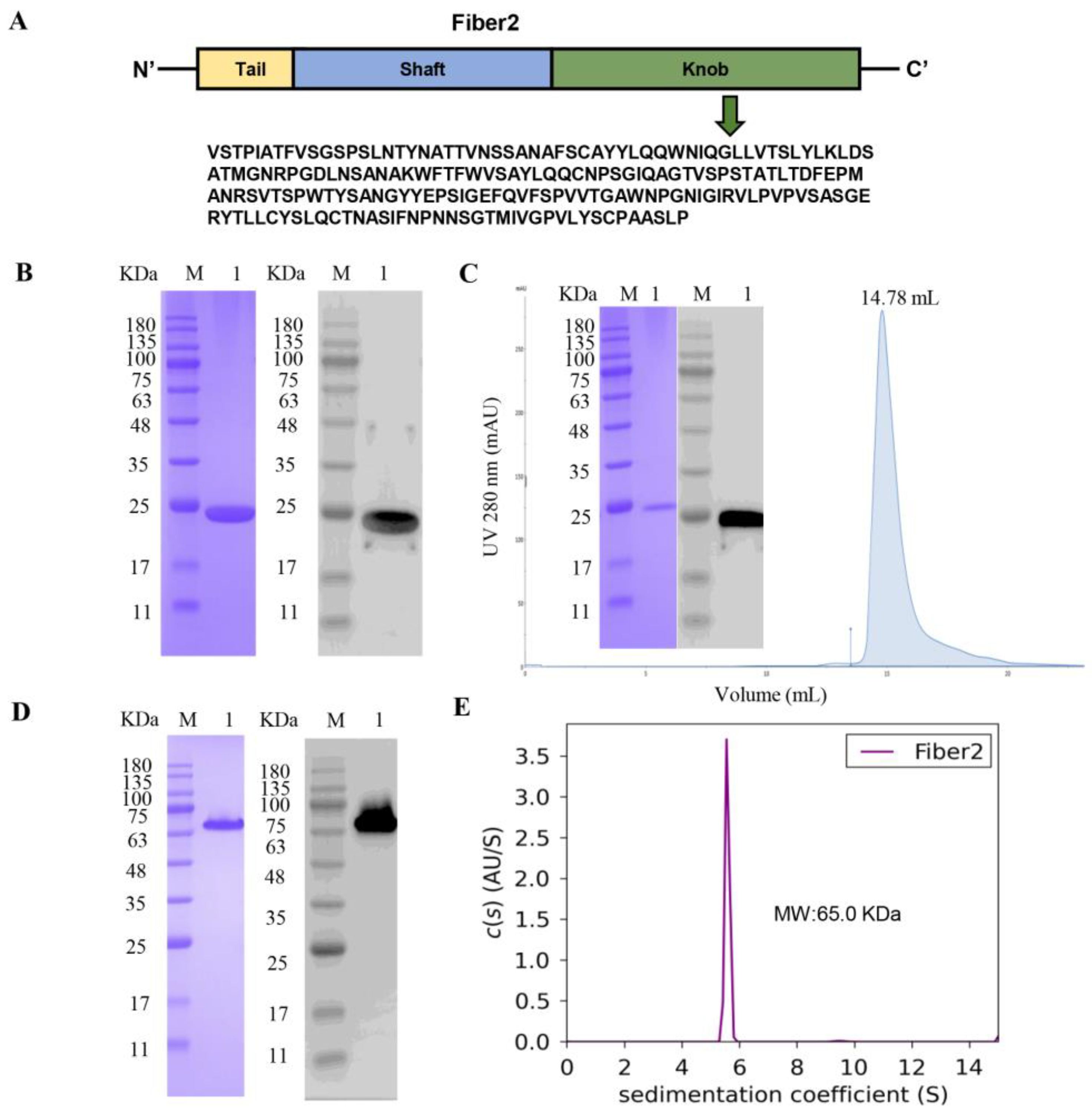 Viruses 15 00821 g001