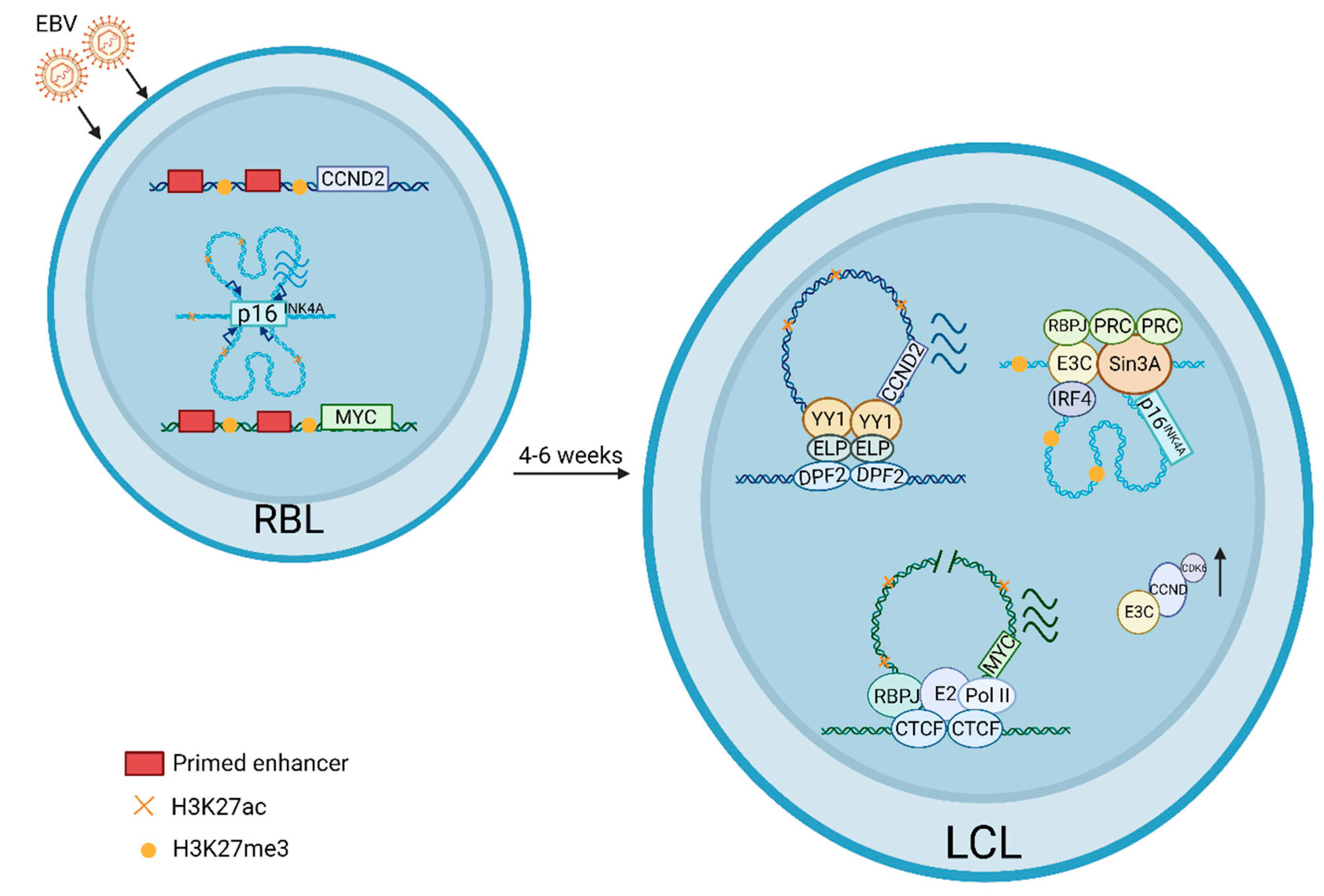 Viruses 15 00832 g001