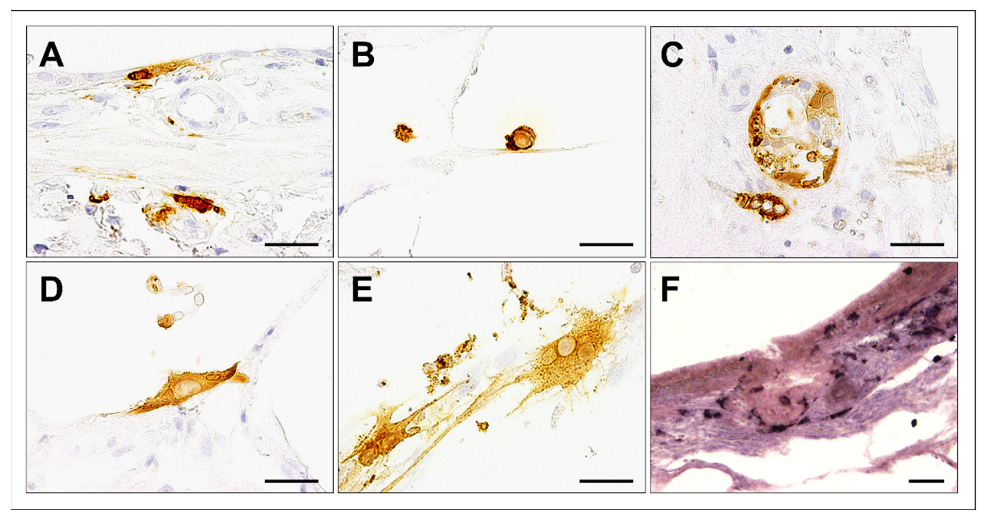 Viruses 15 00834 g003