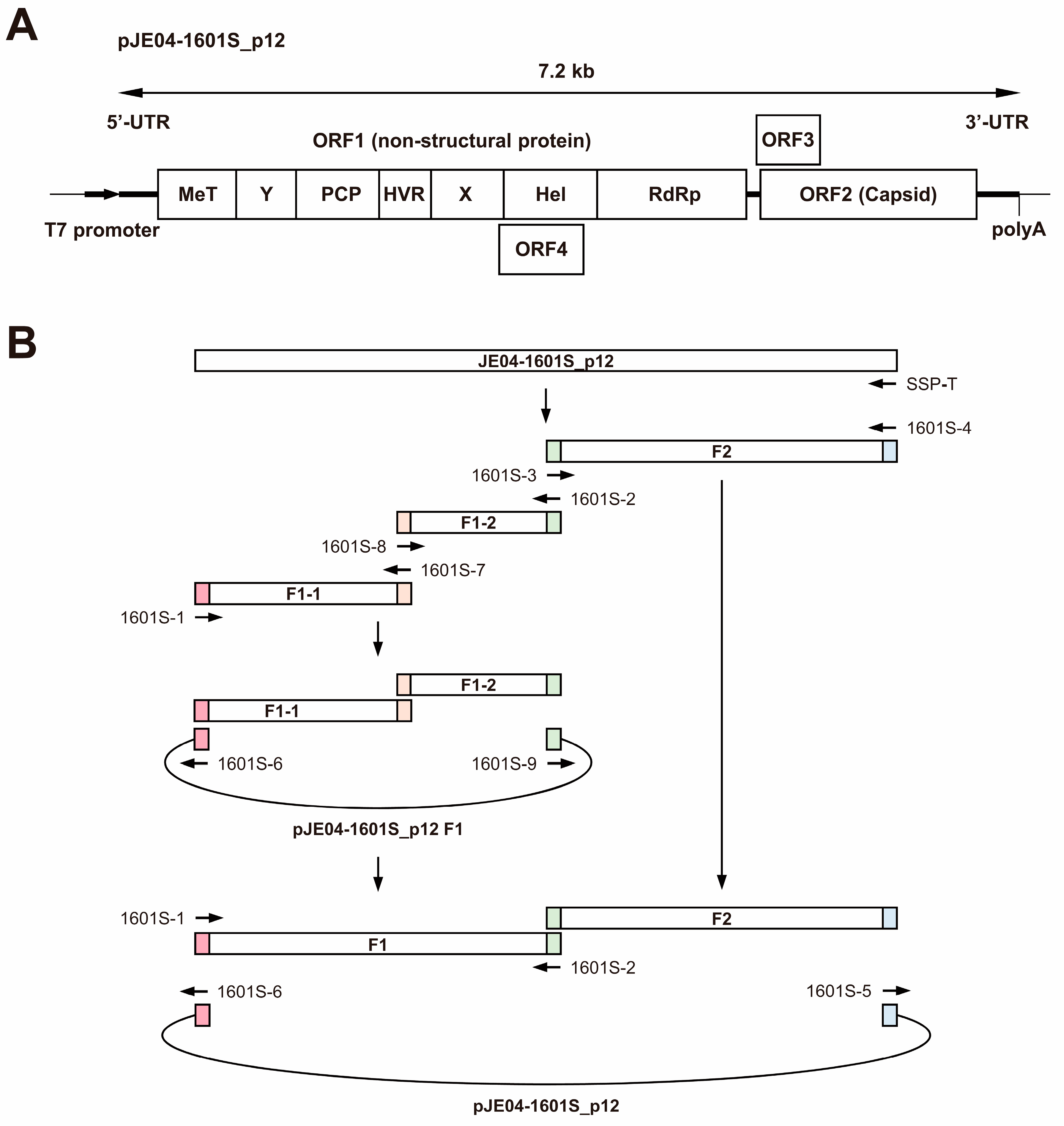 Viruses 15 00845 g004