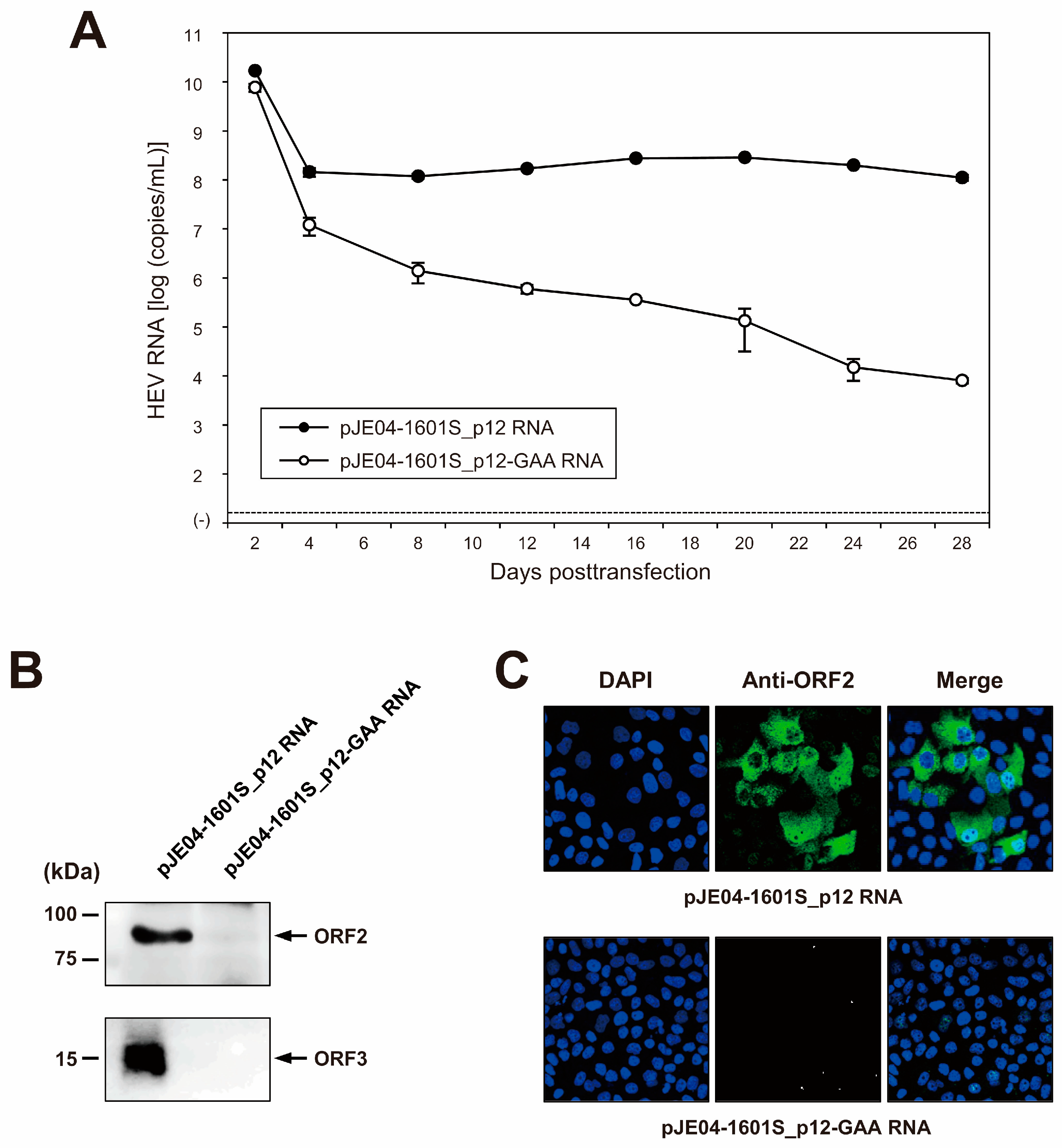 Viruses 15 00845 g005