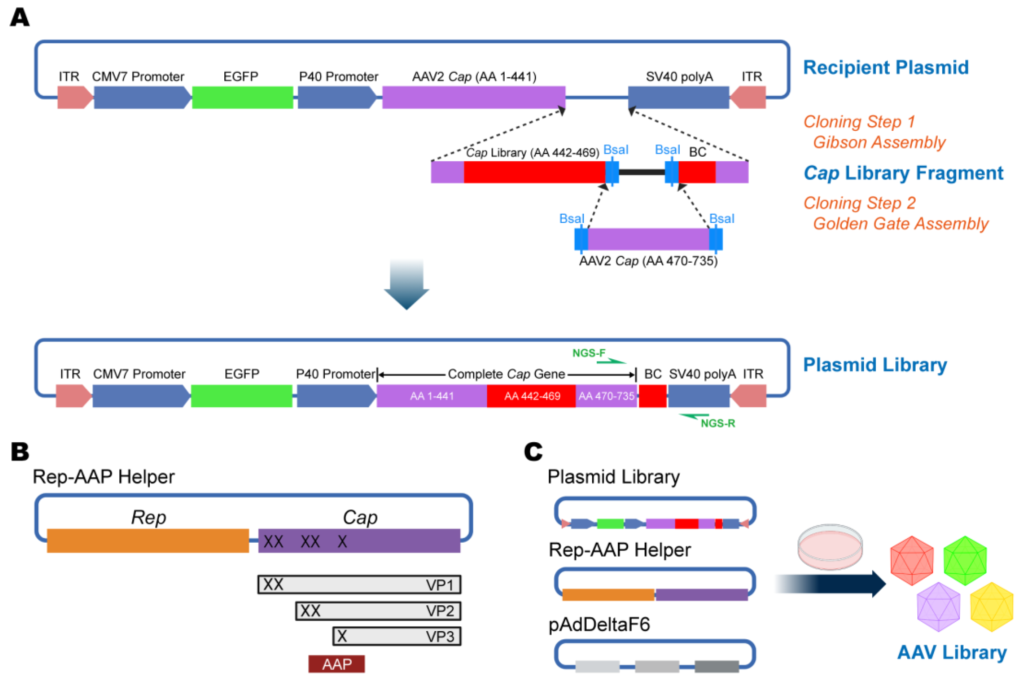 Viruses 15 00848 g002 Viruses 15 00848 g002