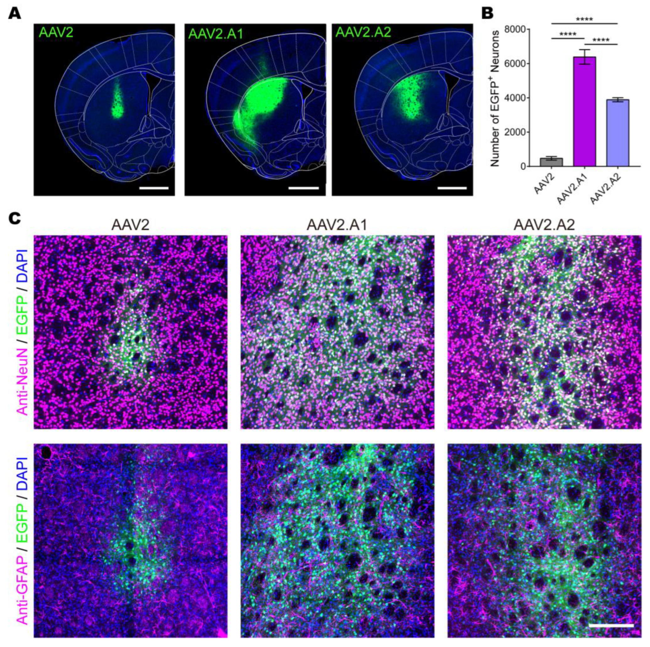 Viruses 15 00848 g006 Viruses 15 00848 g006