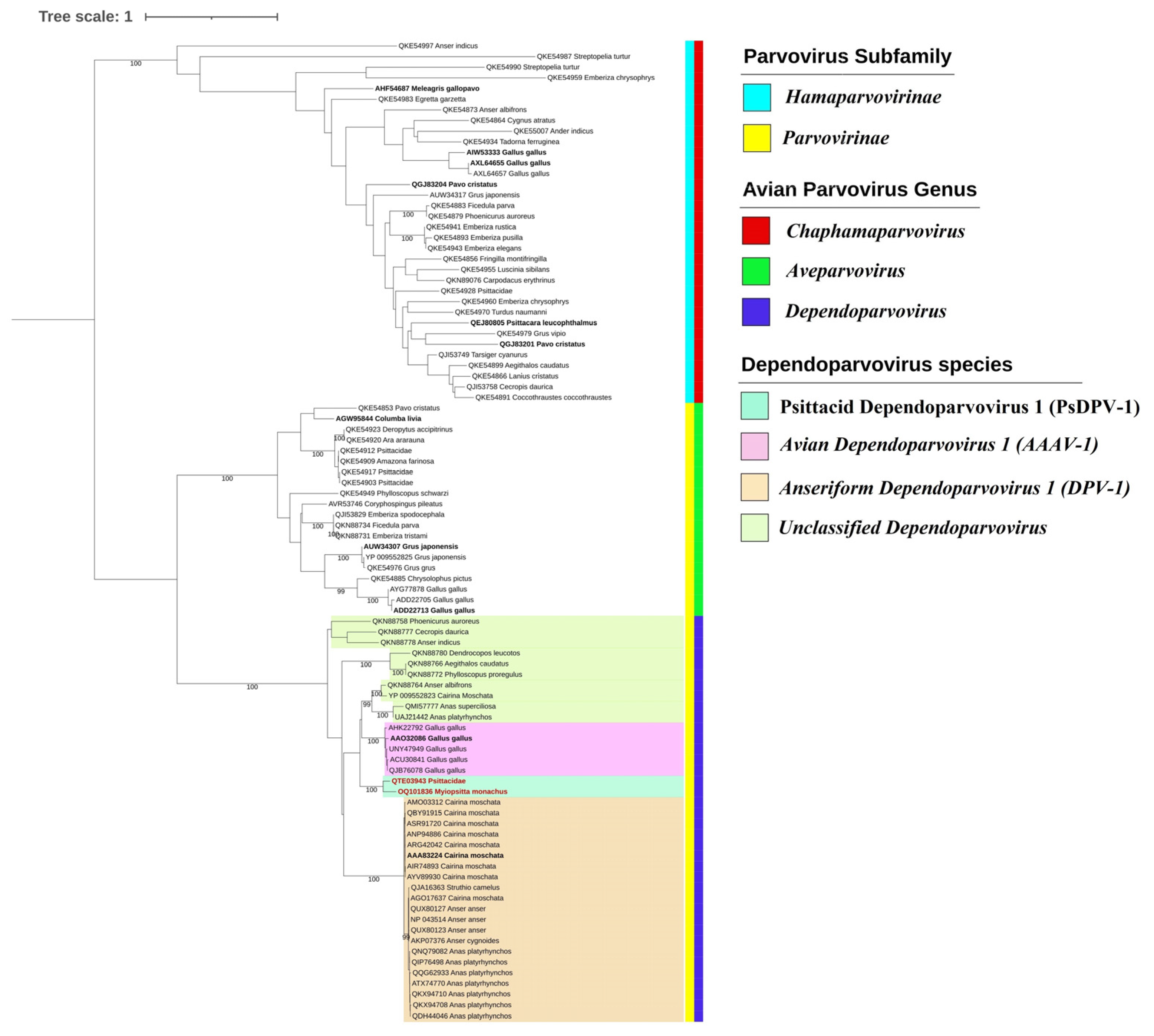 Viruses 15 00850 g003
