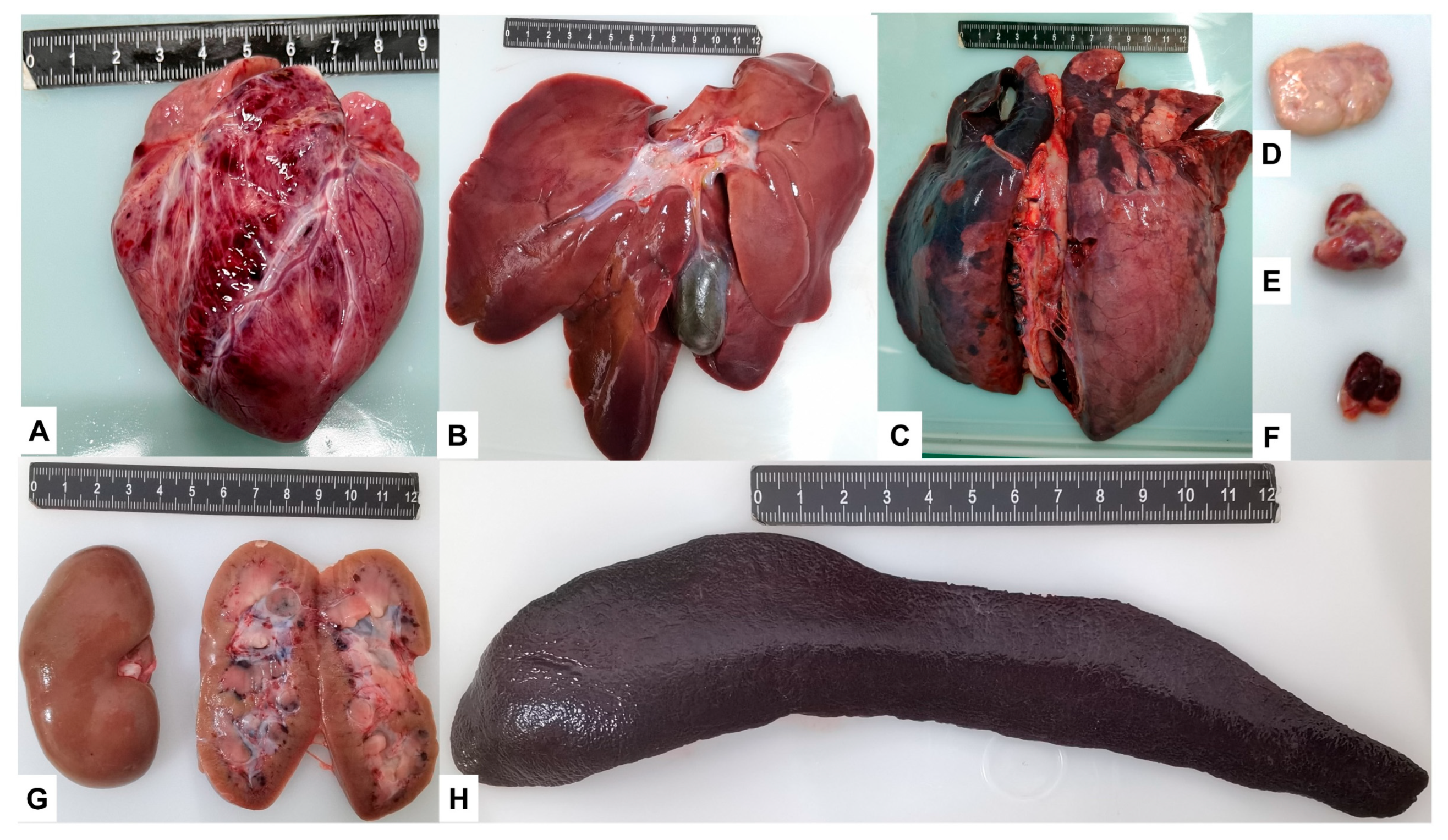 Viruses 15 00858 g004