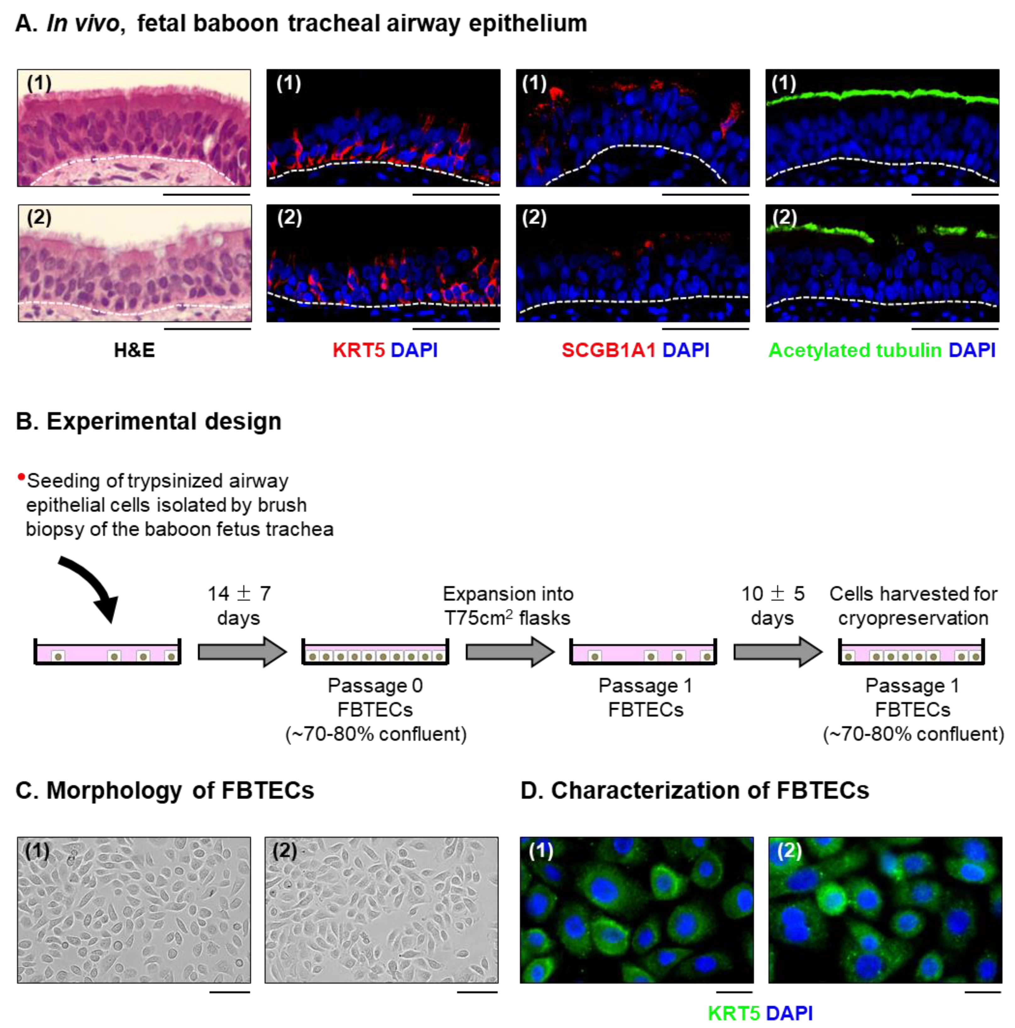 Viruses 15 00862 g001 Viruses 15 00862 g001