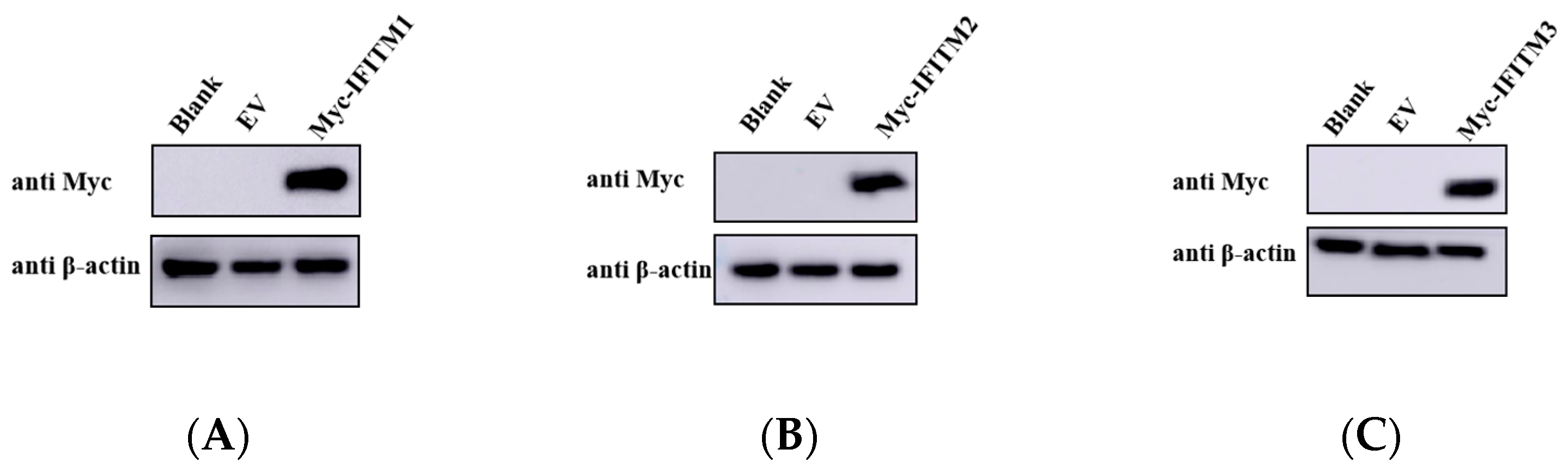 Viruses 15 00866 g002a