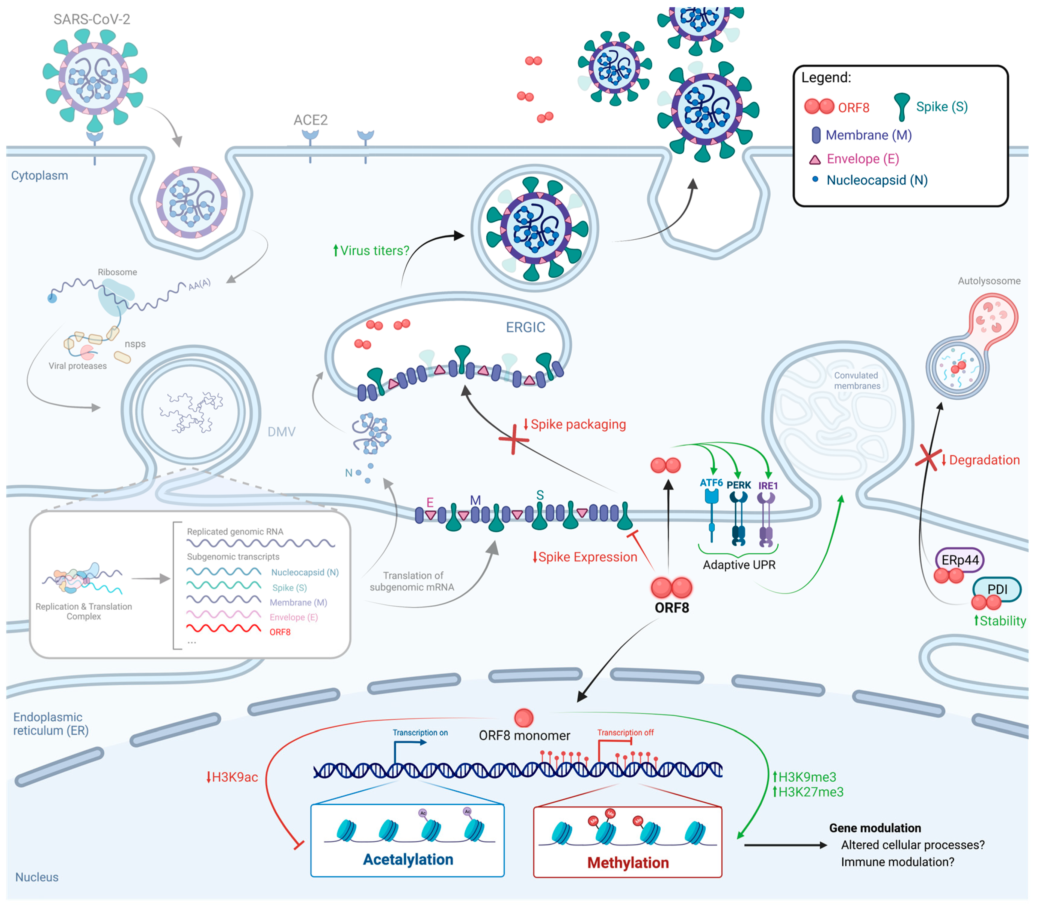 Viruses 15 00871 g002