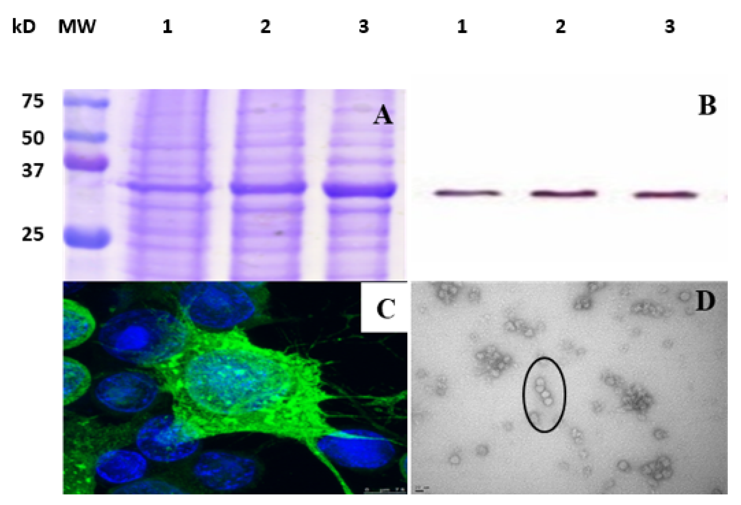 Viruses 15 00878 g002