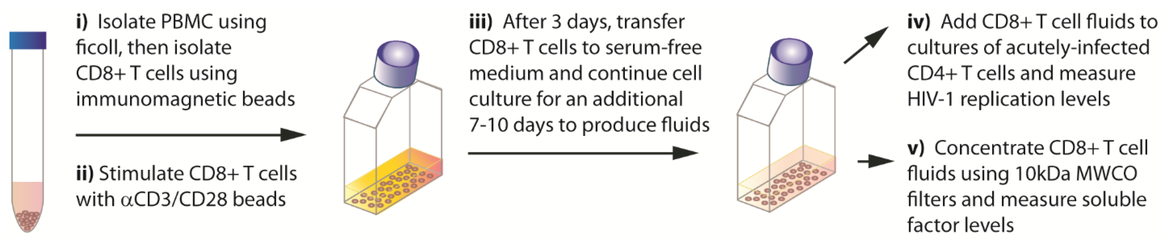 Viruses 15 00894 g001