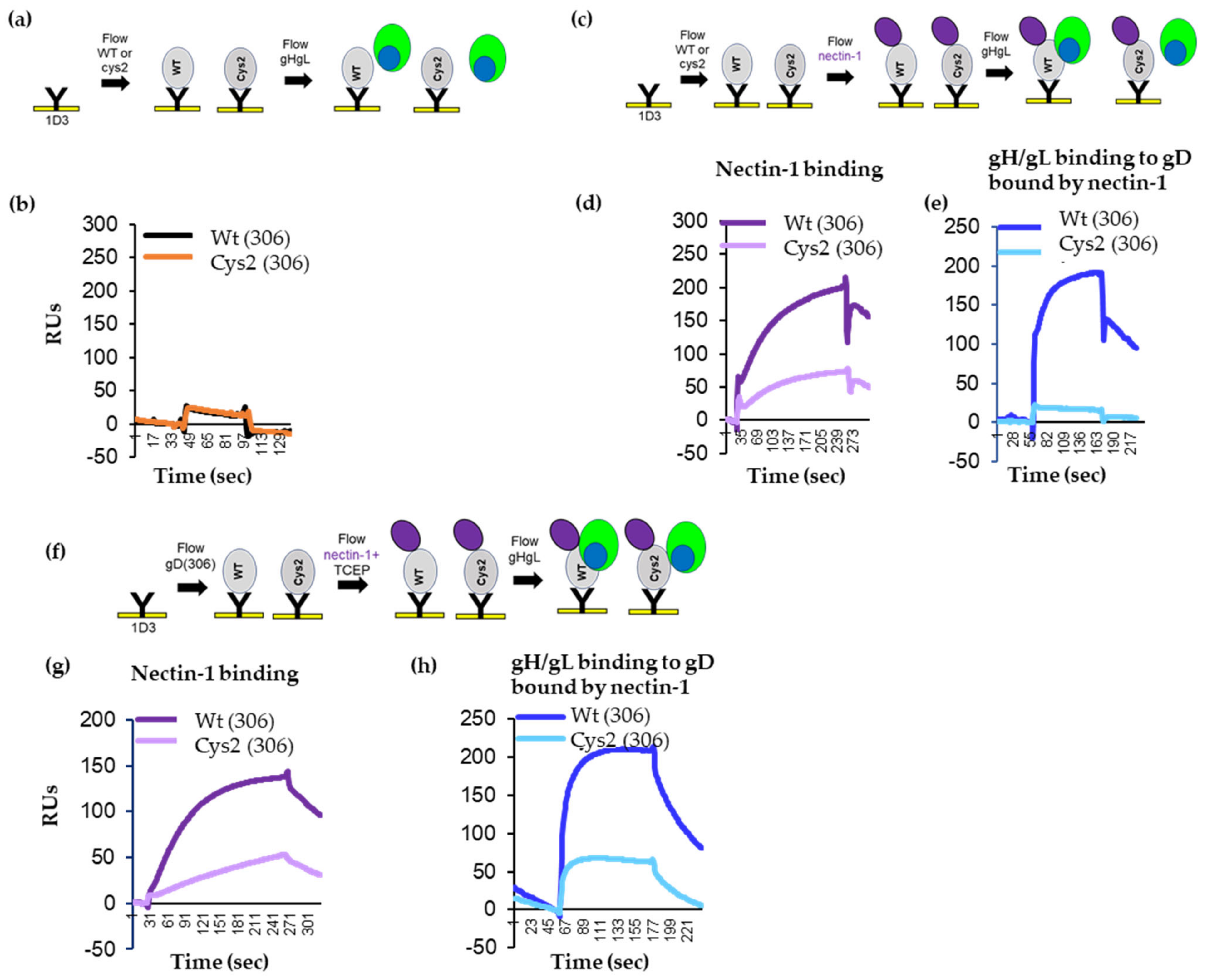 Viruses 15 00895 g004 Viruses 15 00895 g004