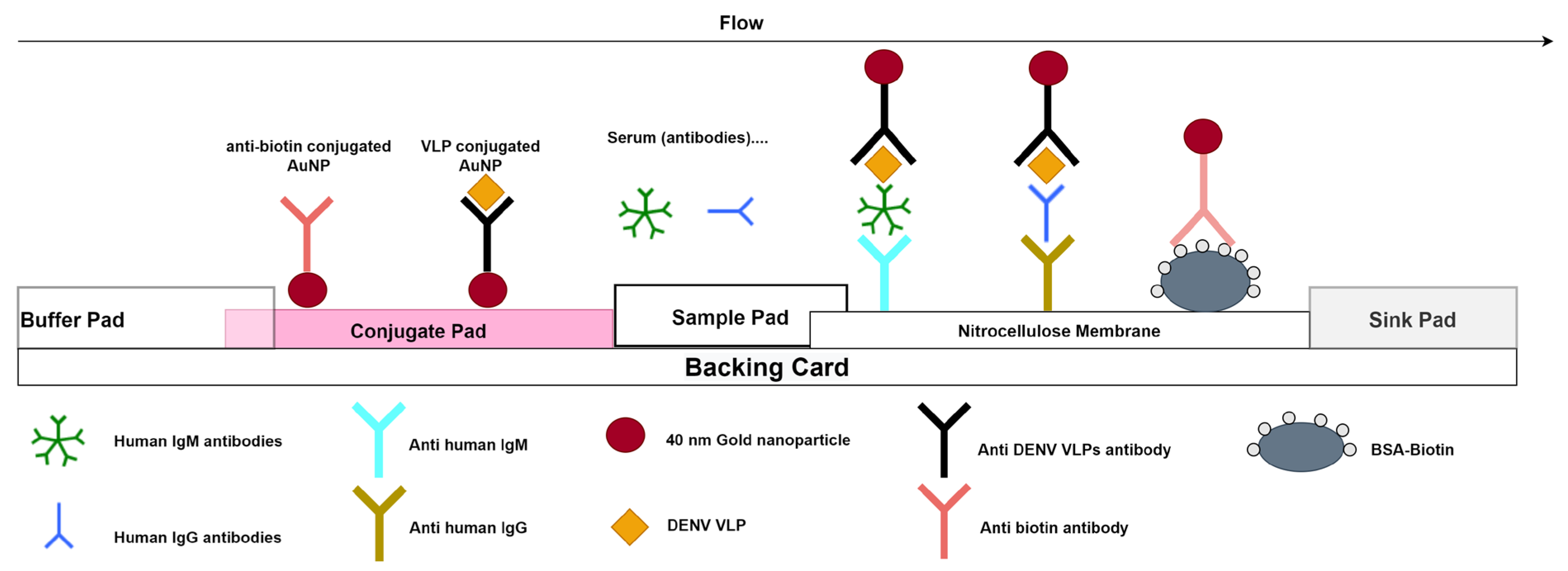 Viruses 15 00904 g002