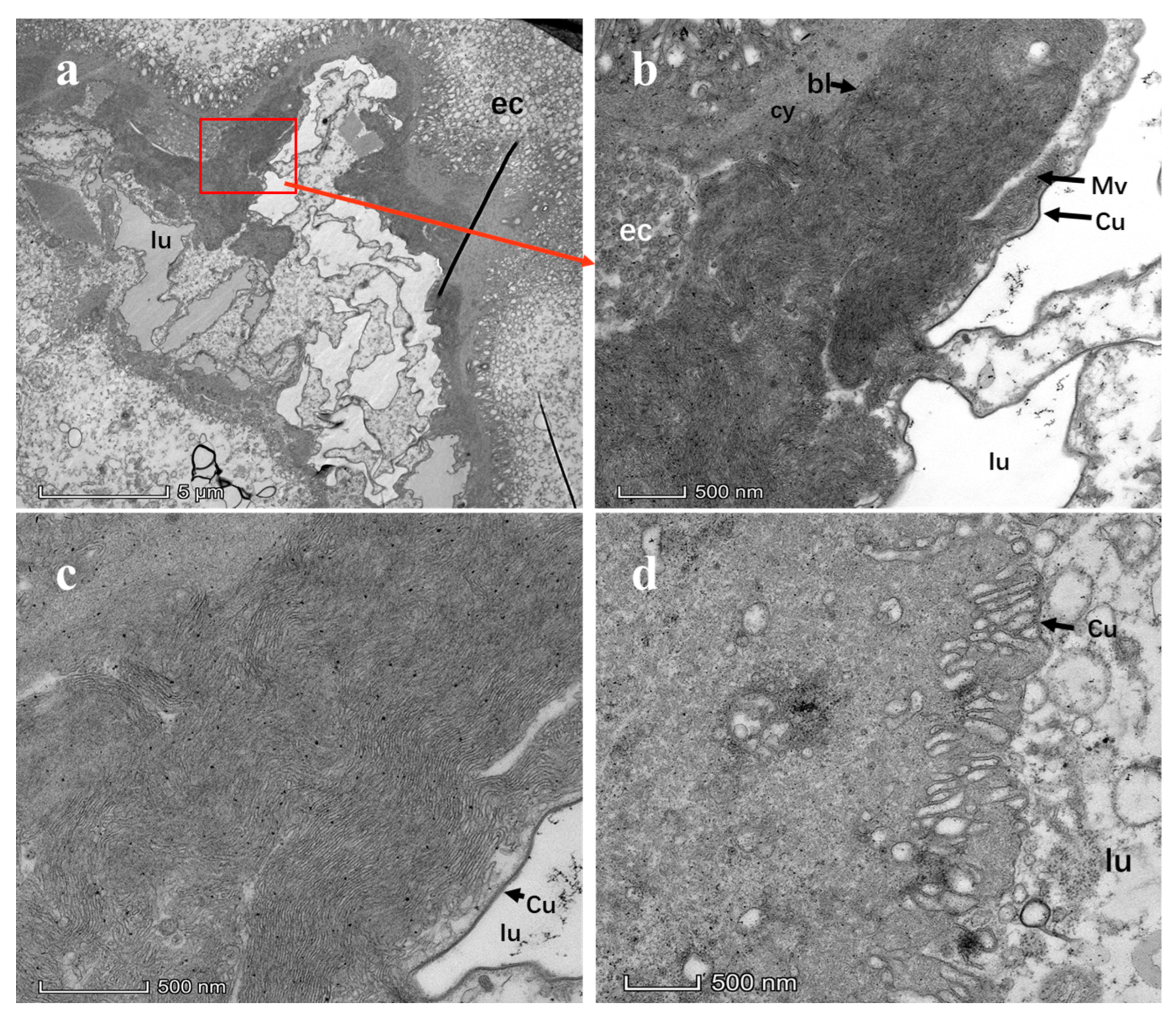 Viruses 15 00918 g007 Viruses 15 00918 g007