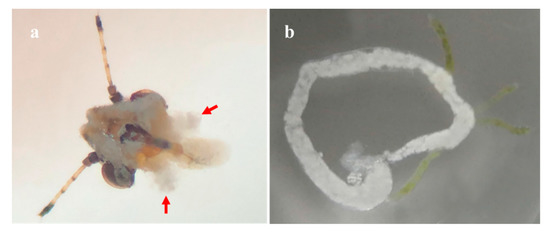 Viruses 15 00918 g0a2