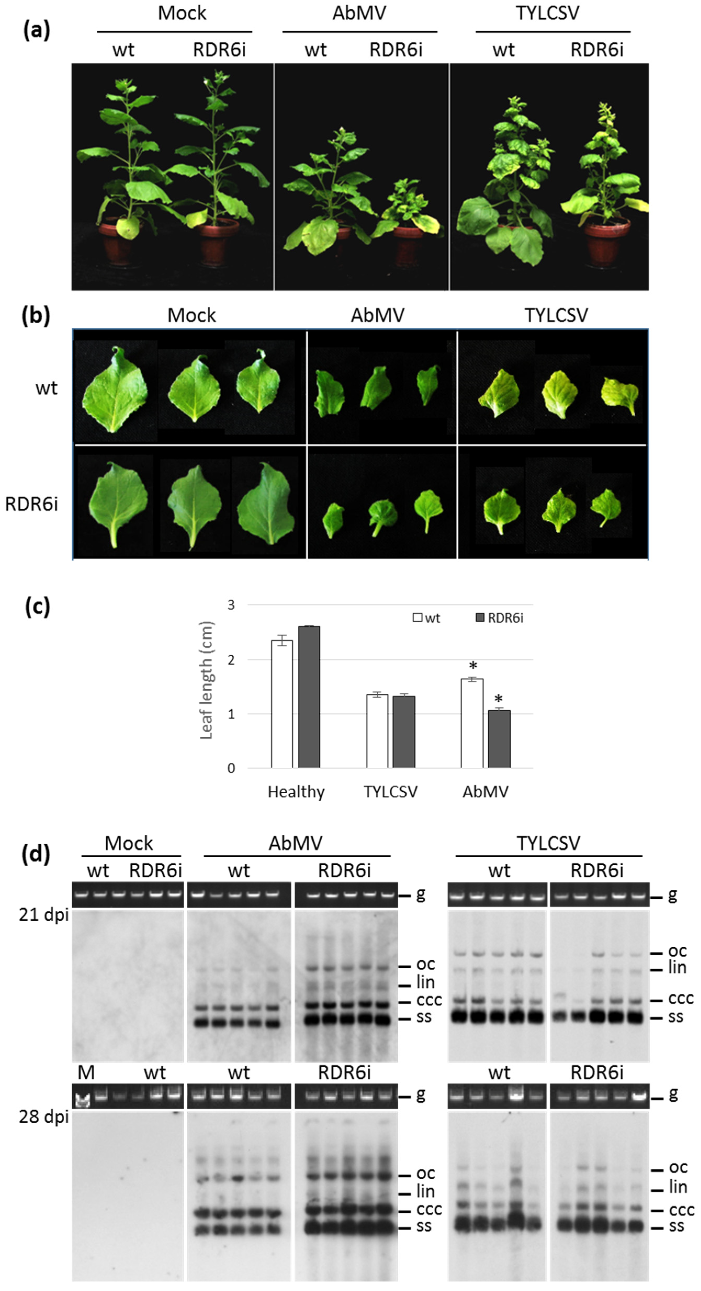 Viruses 15 00919 g001