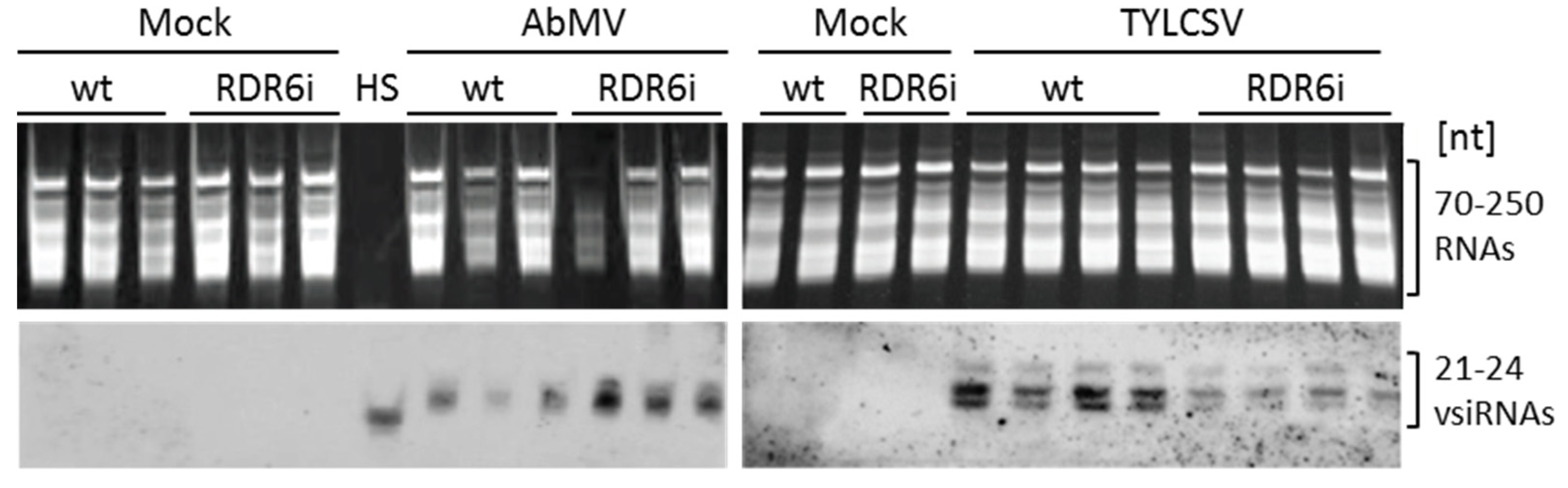 Viruses 15 00919 g004