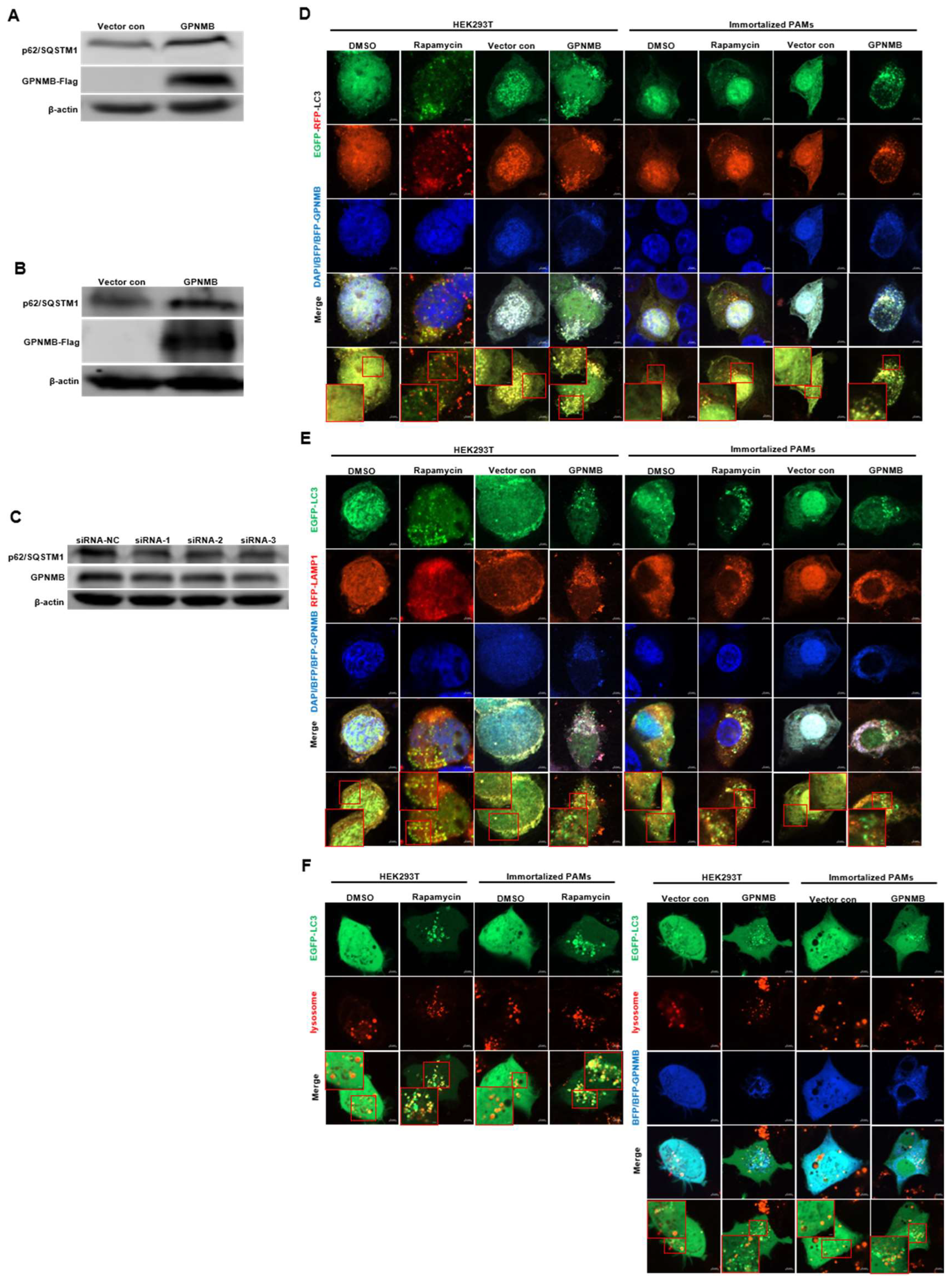 Viruses 15 00920 g005