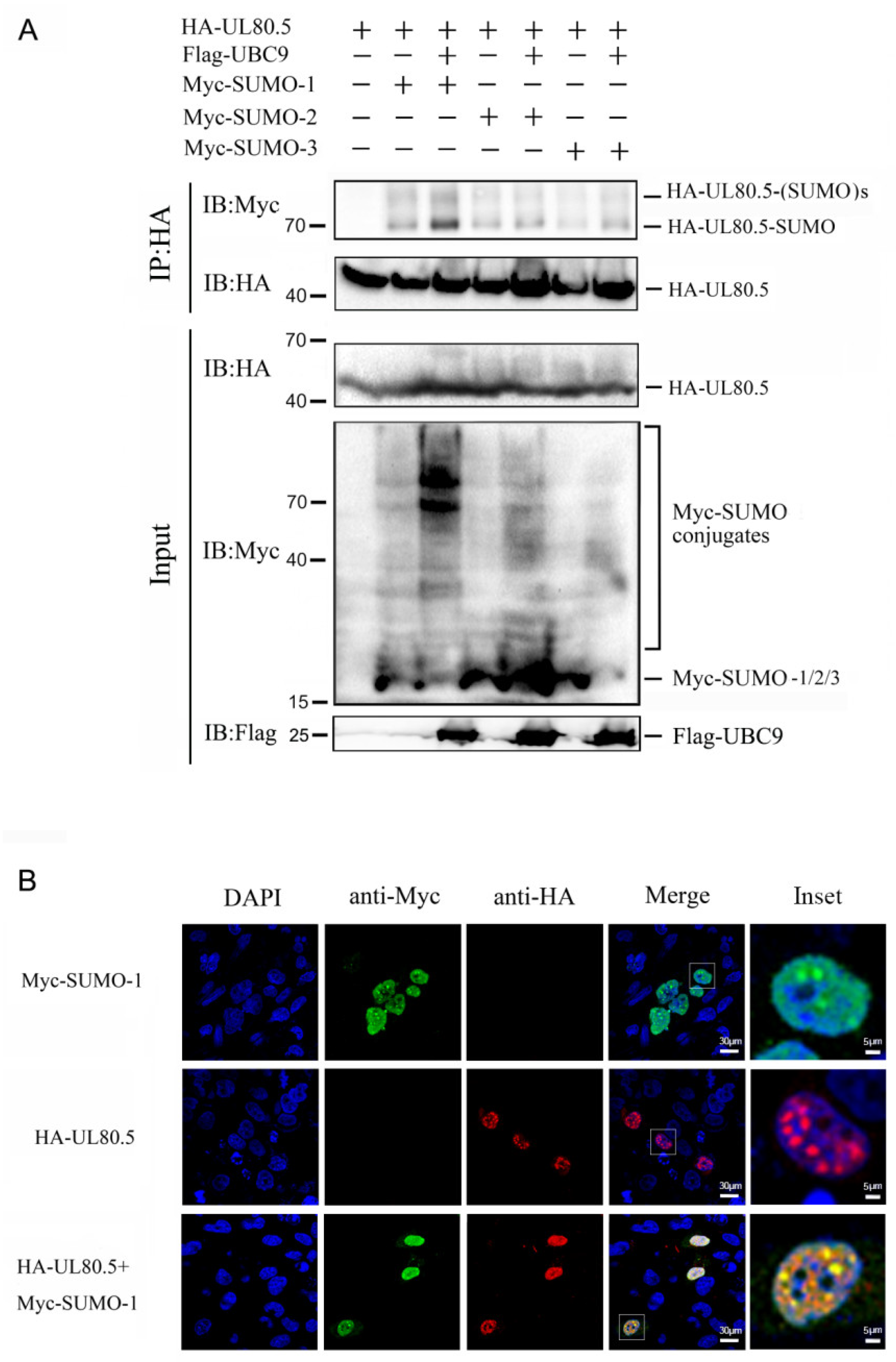 Viruses 15 00931 g002