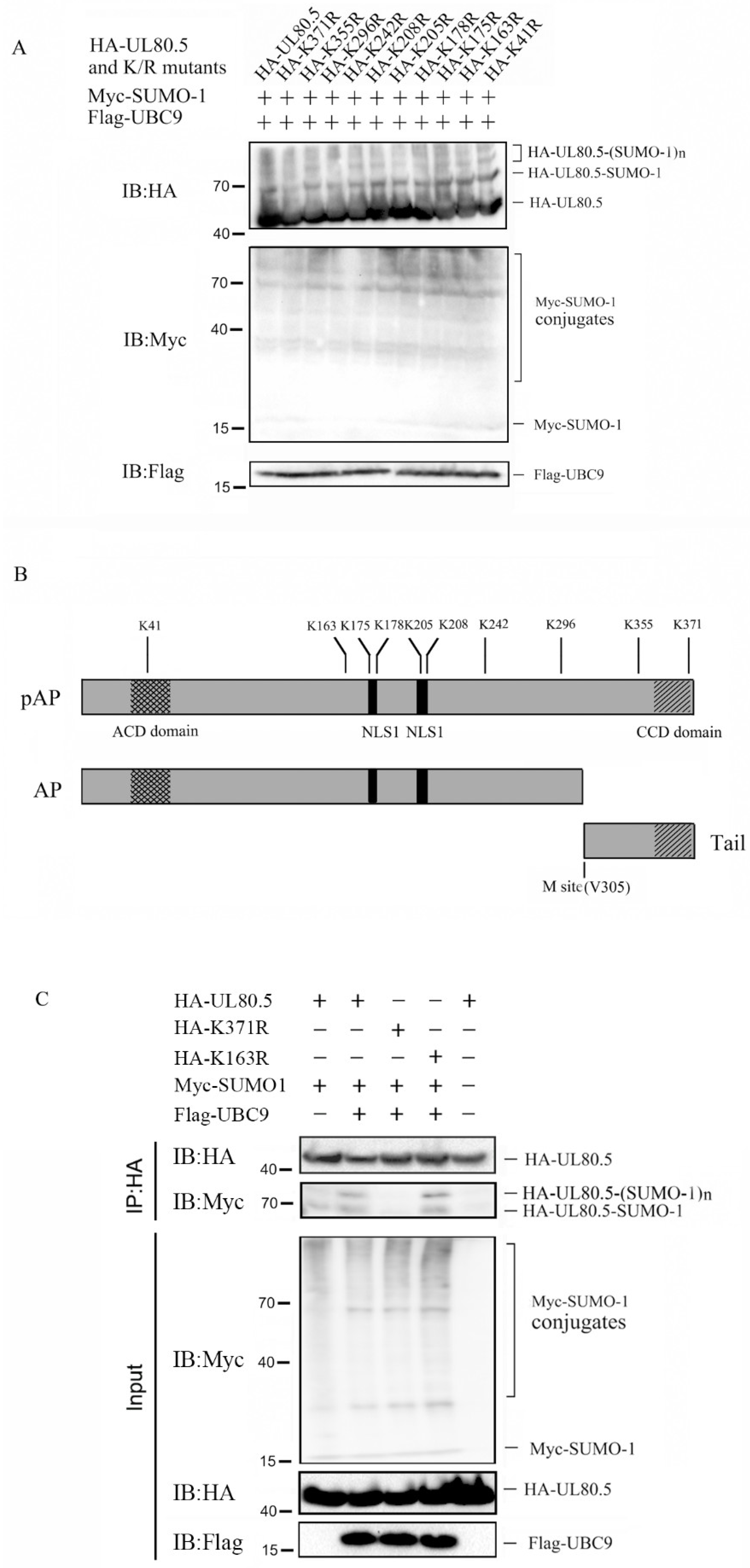 Viruses 15 00931 g003