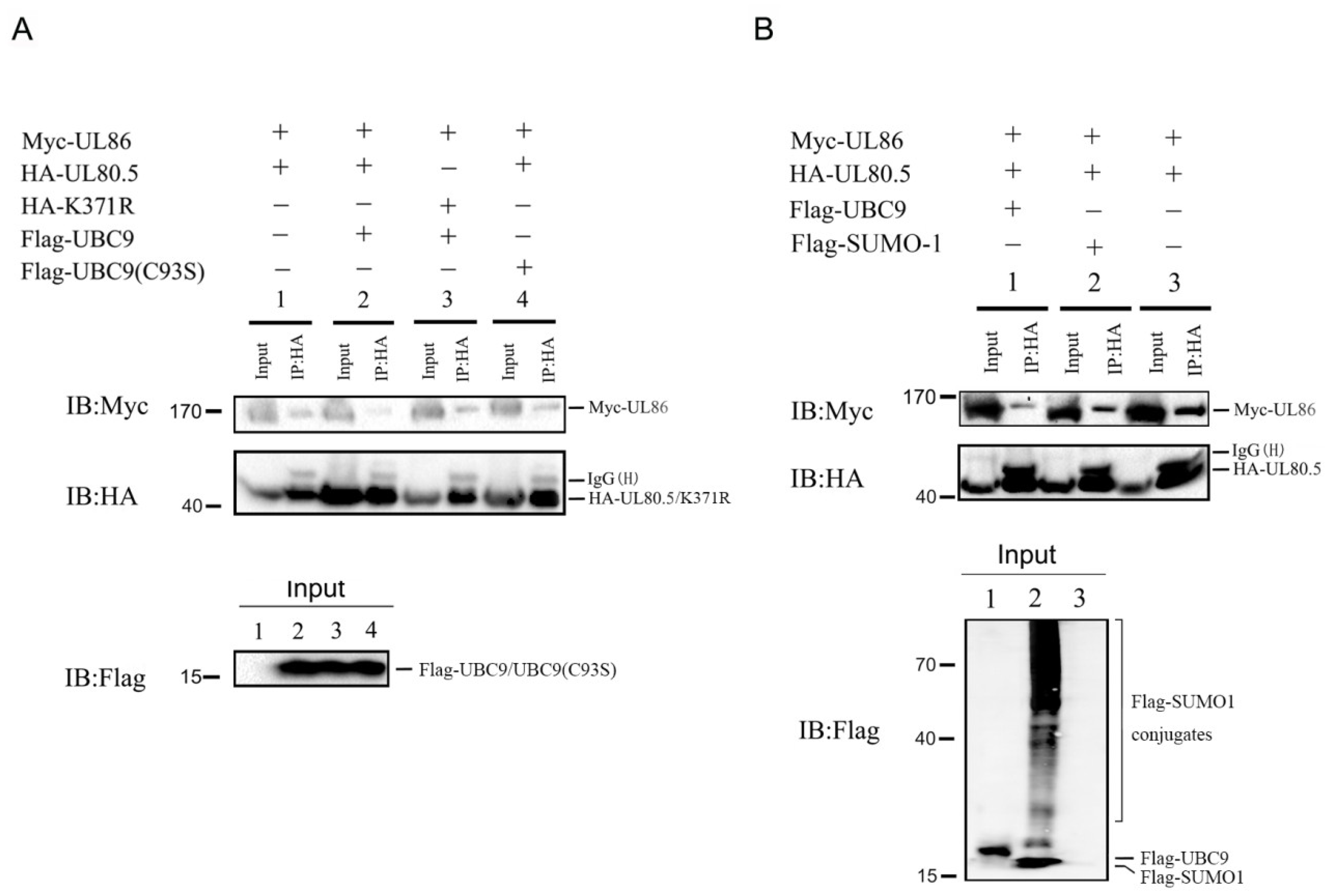Viruses 15 00931 g004