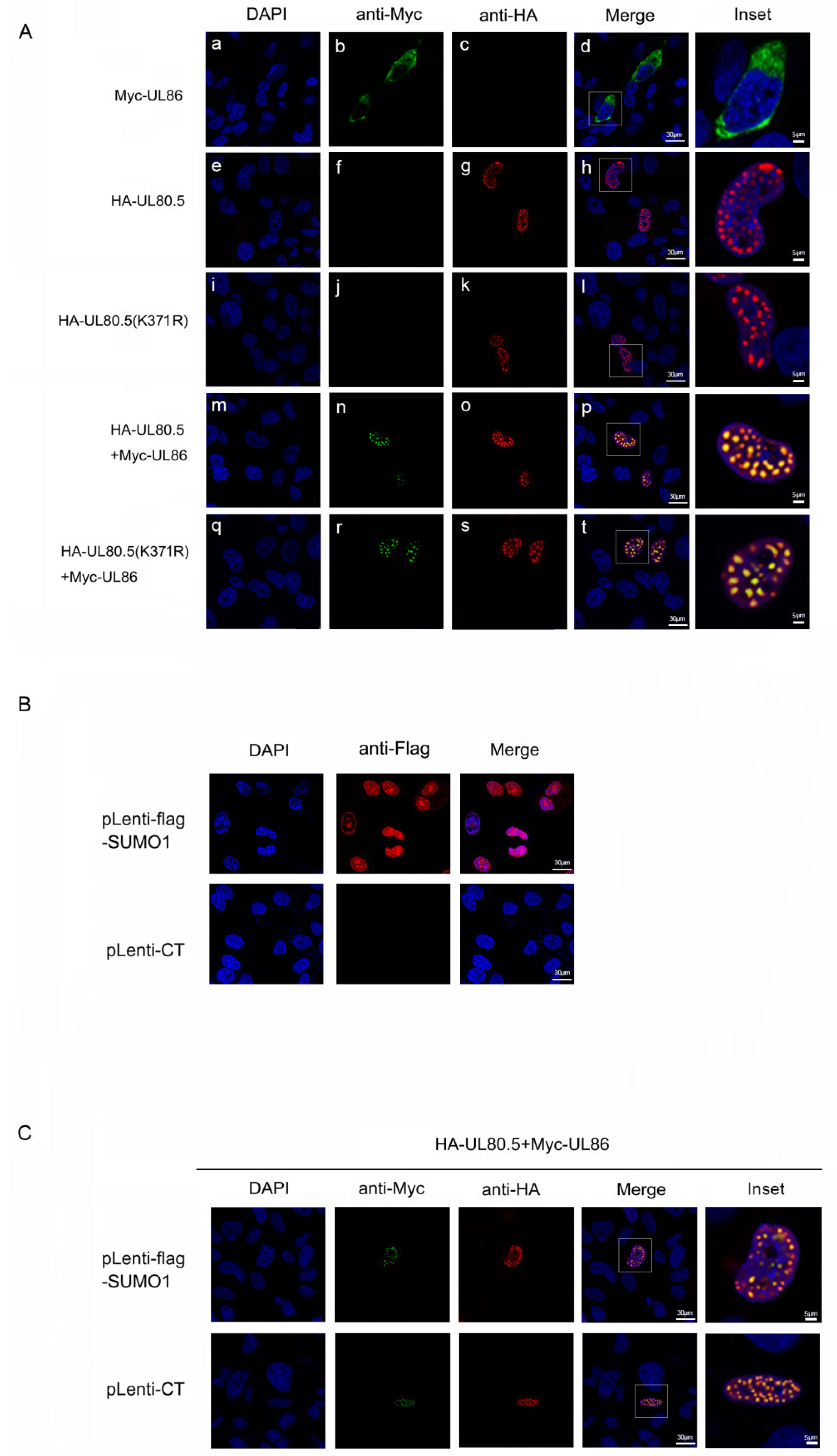 Viruses 15 00931 g005