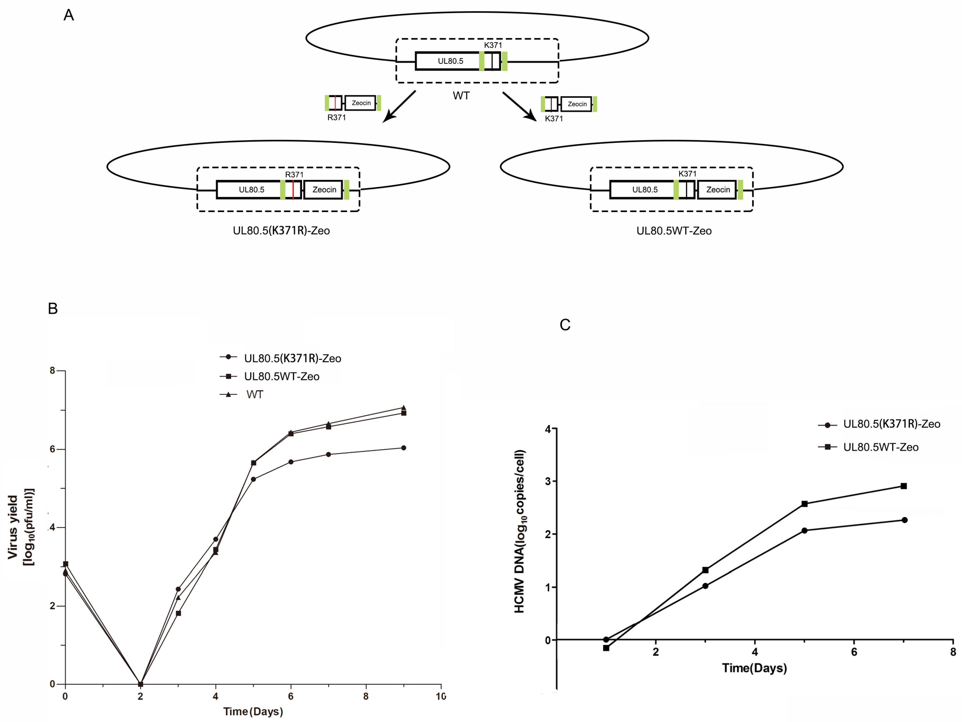 Viruses 15 00931 g006